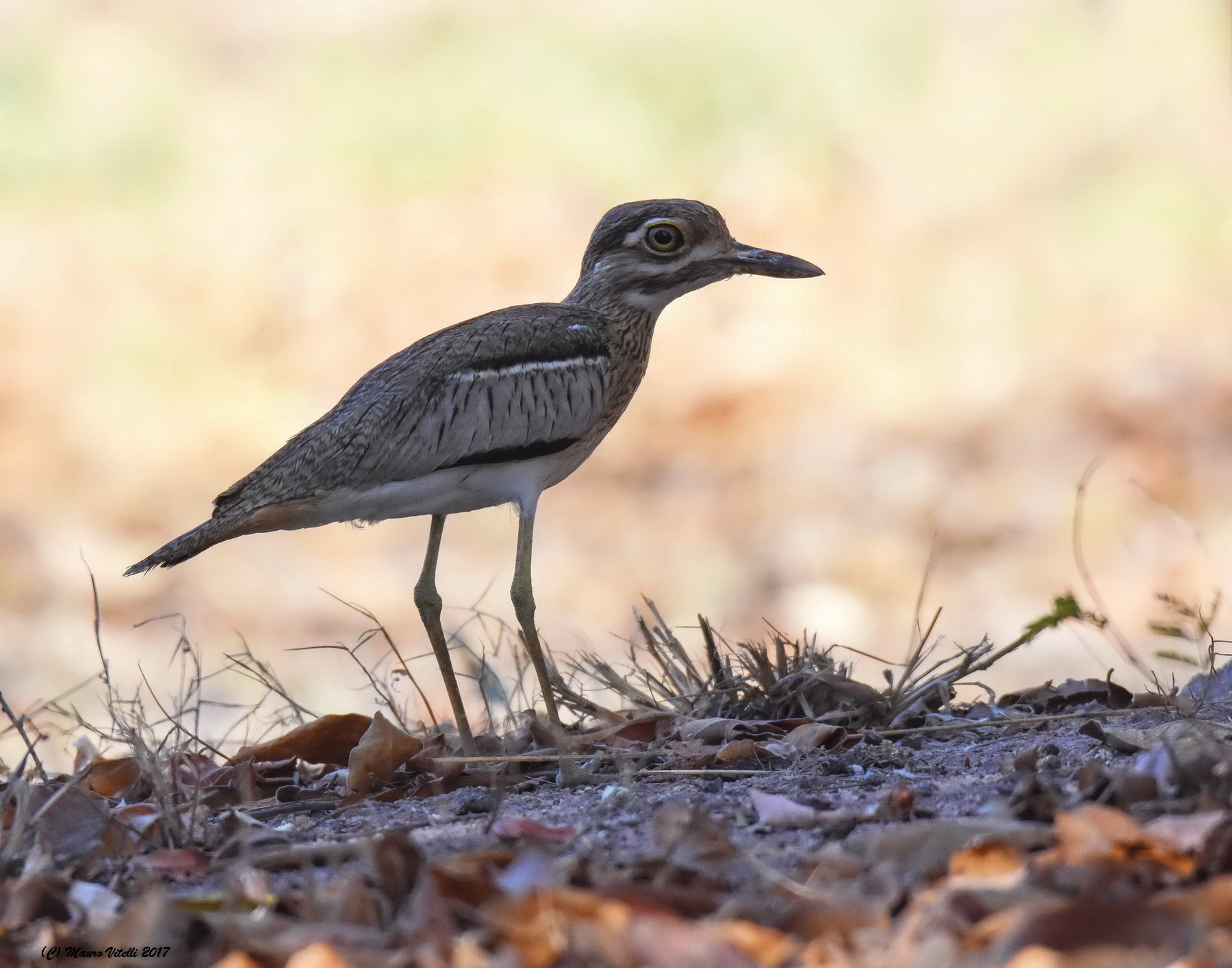 WaterThick-Knee (Burhinus vermiculatus)