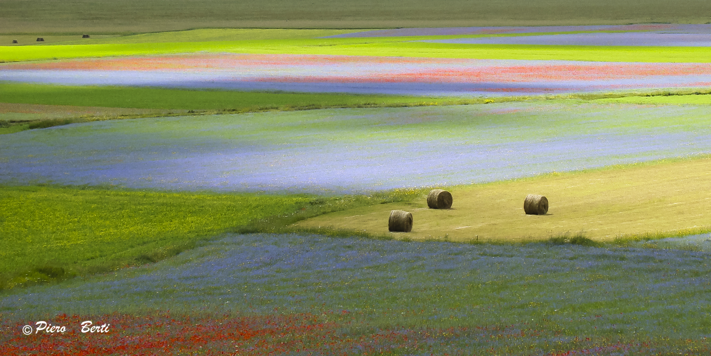 Three cows in castelluccio