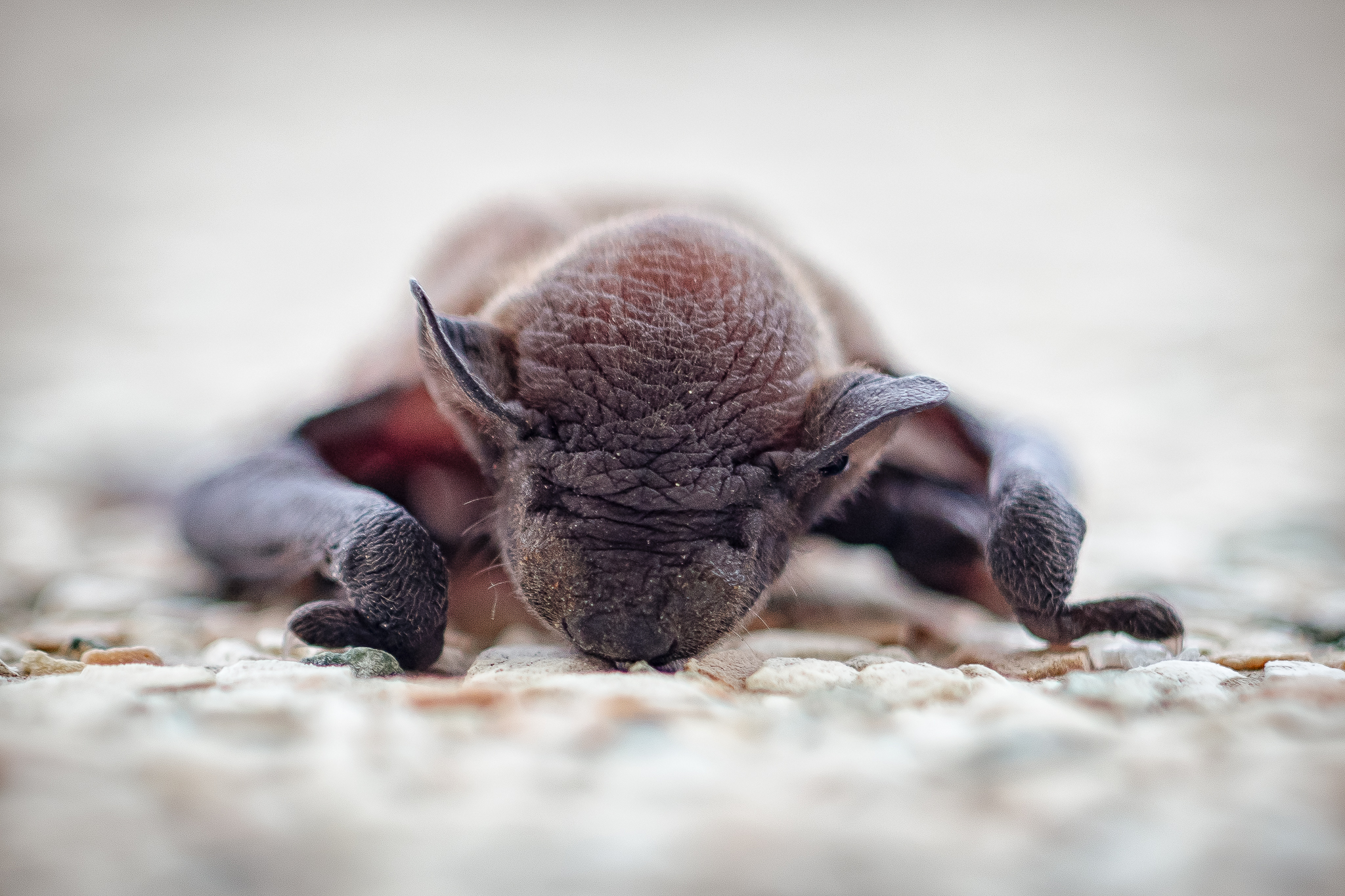 For that dark knighthood ... let's talk about it ...