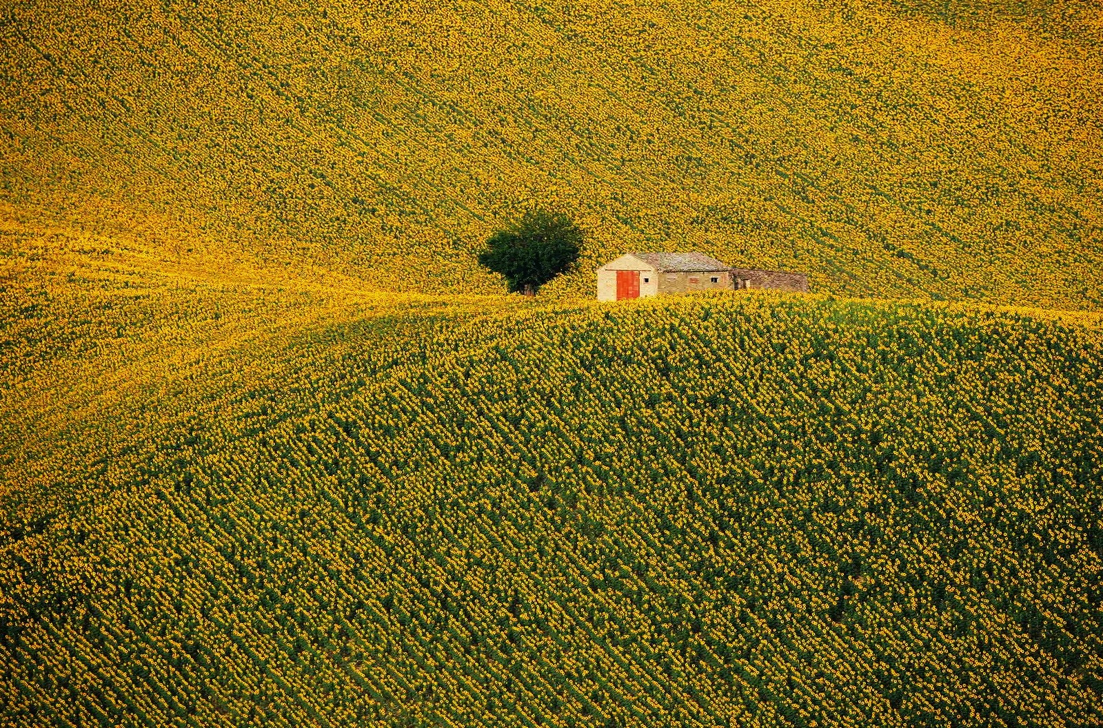 Red door, green mulberry in a yellow ocean
