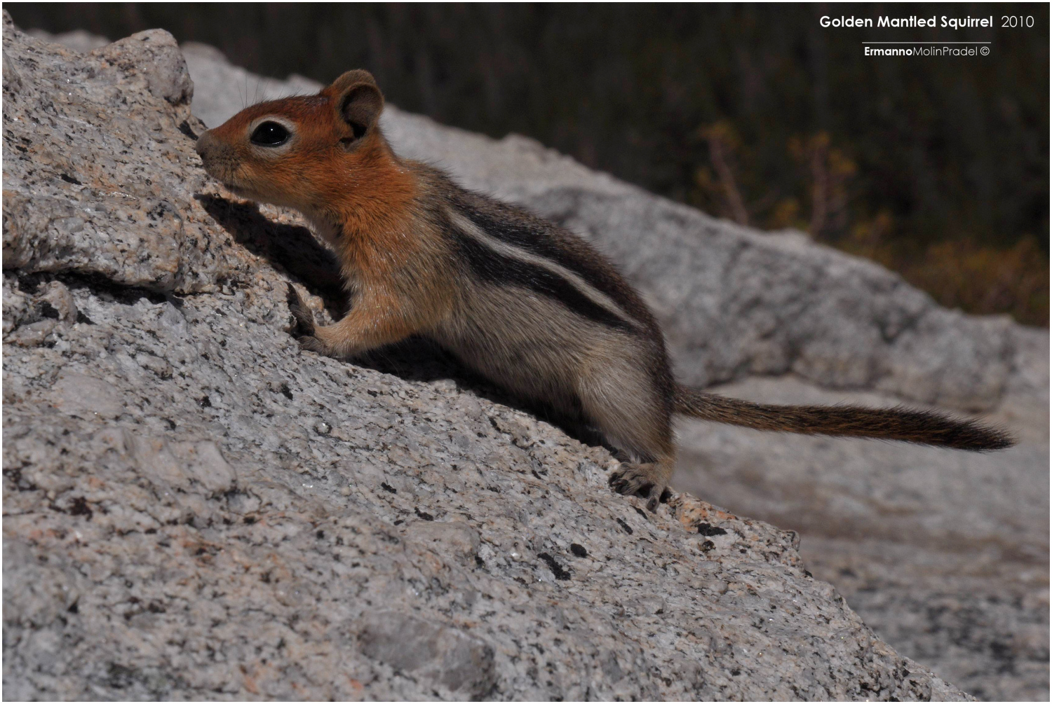 squirrel Yosemite NP