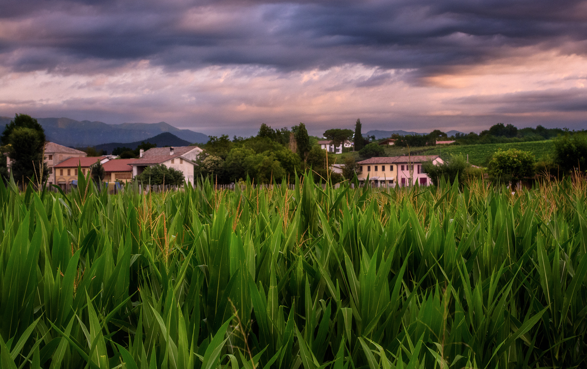 The Rivers of Montebelluna
