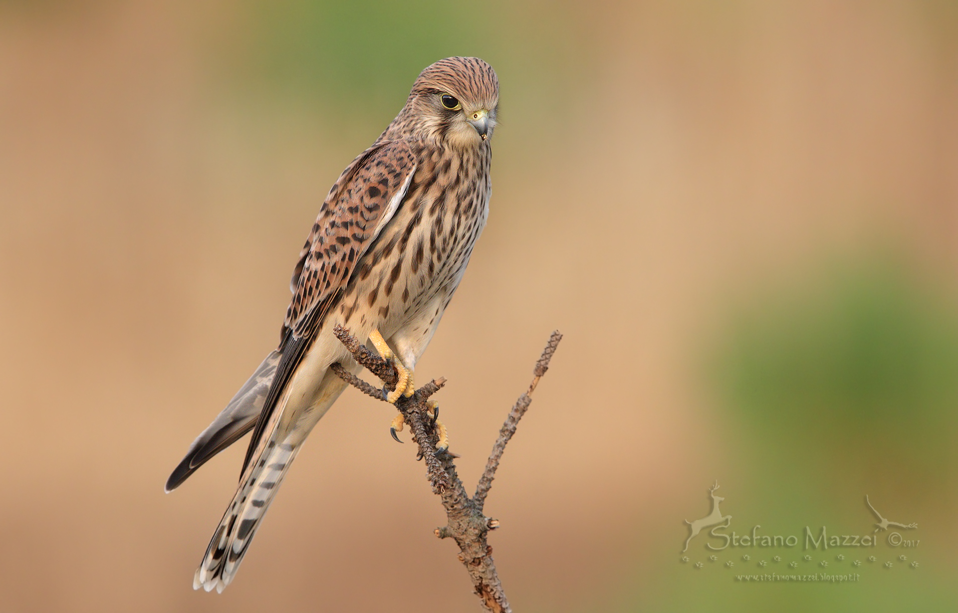 Kestrel in hunting