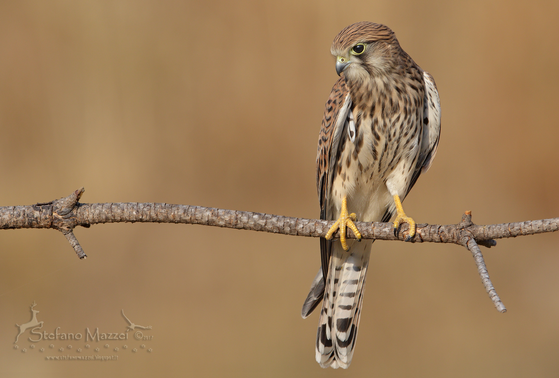 Kestrel