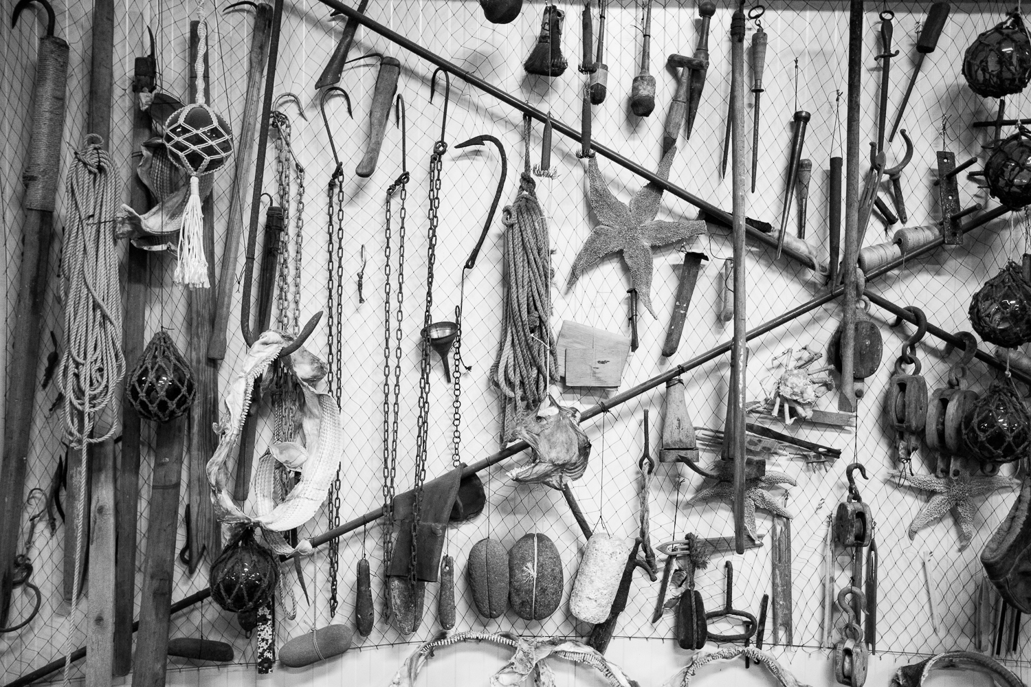 Museum of rotten shark