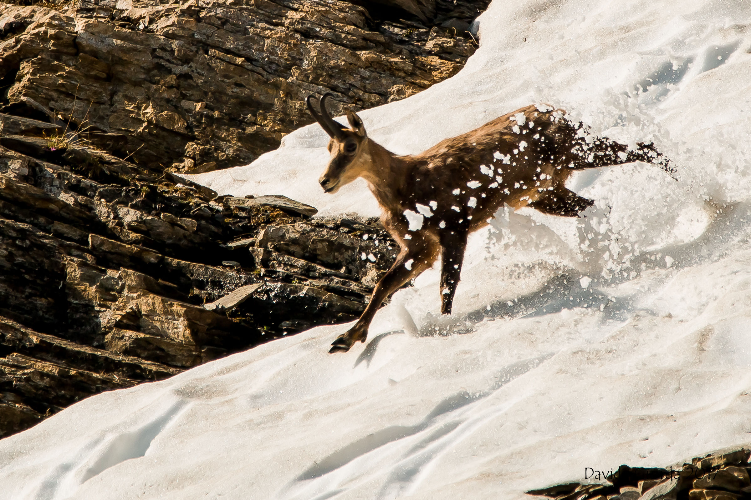 Chamois on snow. Orsiera-Rocciavre Park '