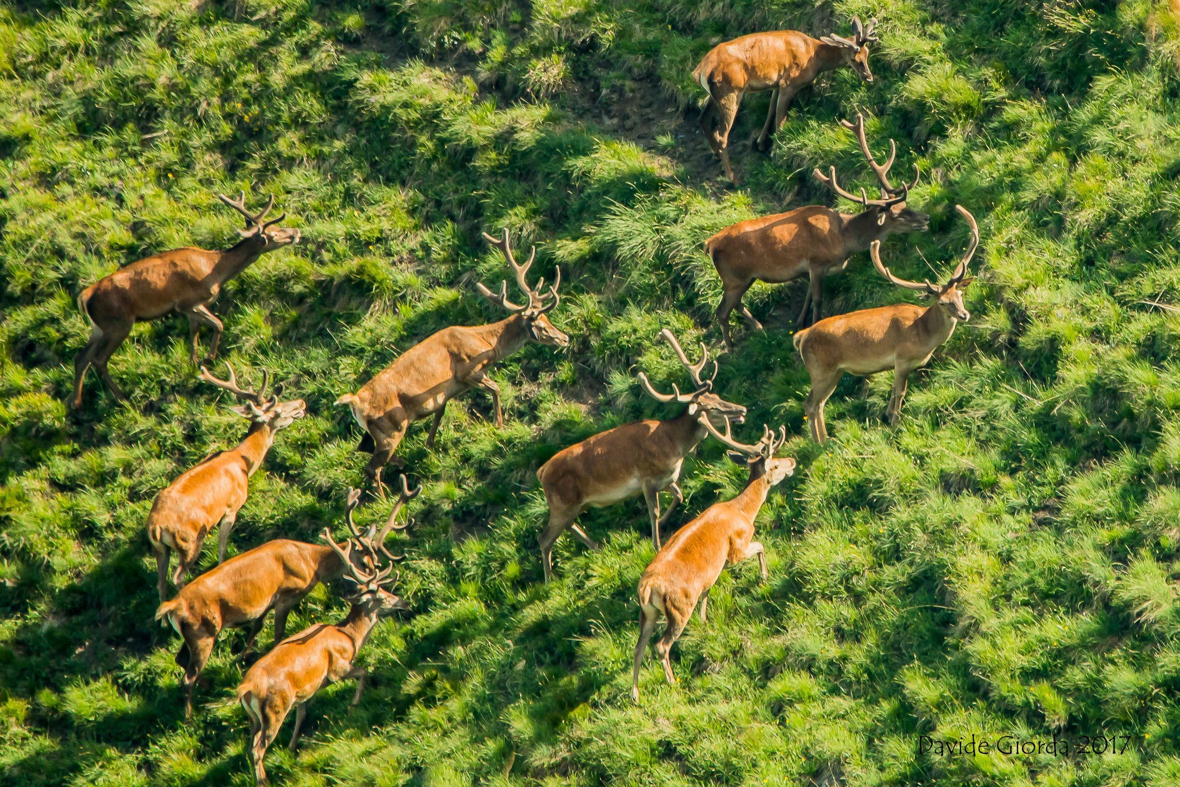 Cervi. Above the Branco. Orsiera-Rocciavre Park '