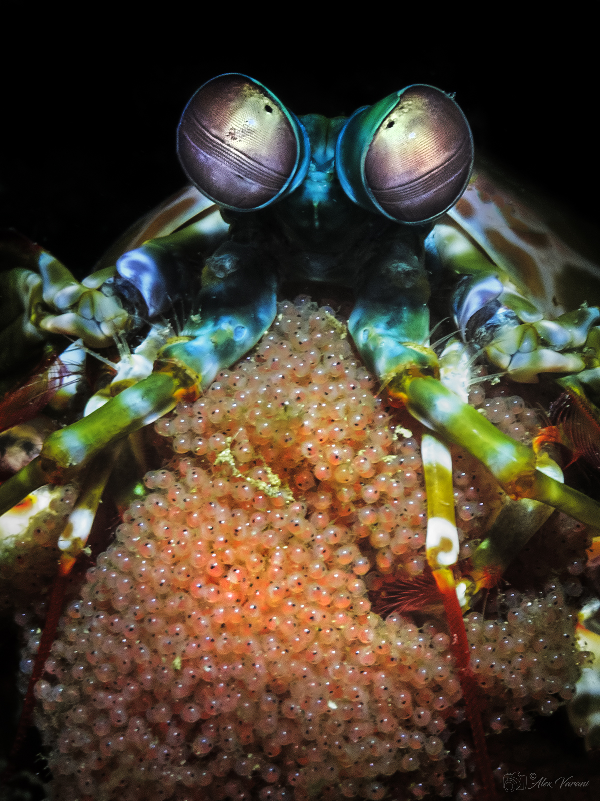 Squilla pavone con uova