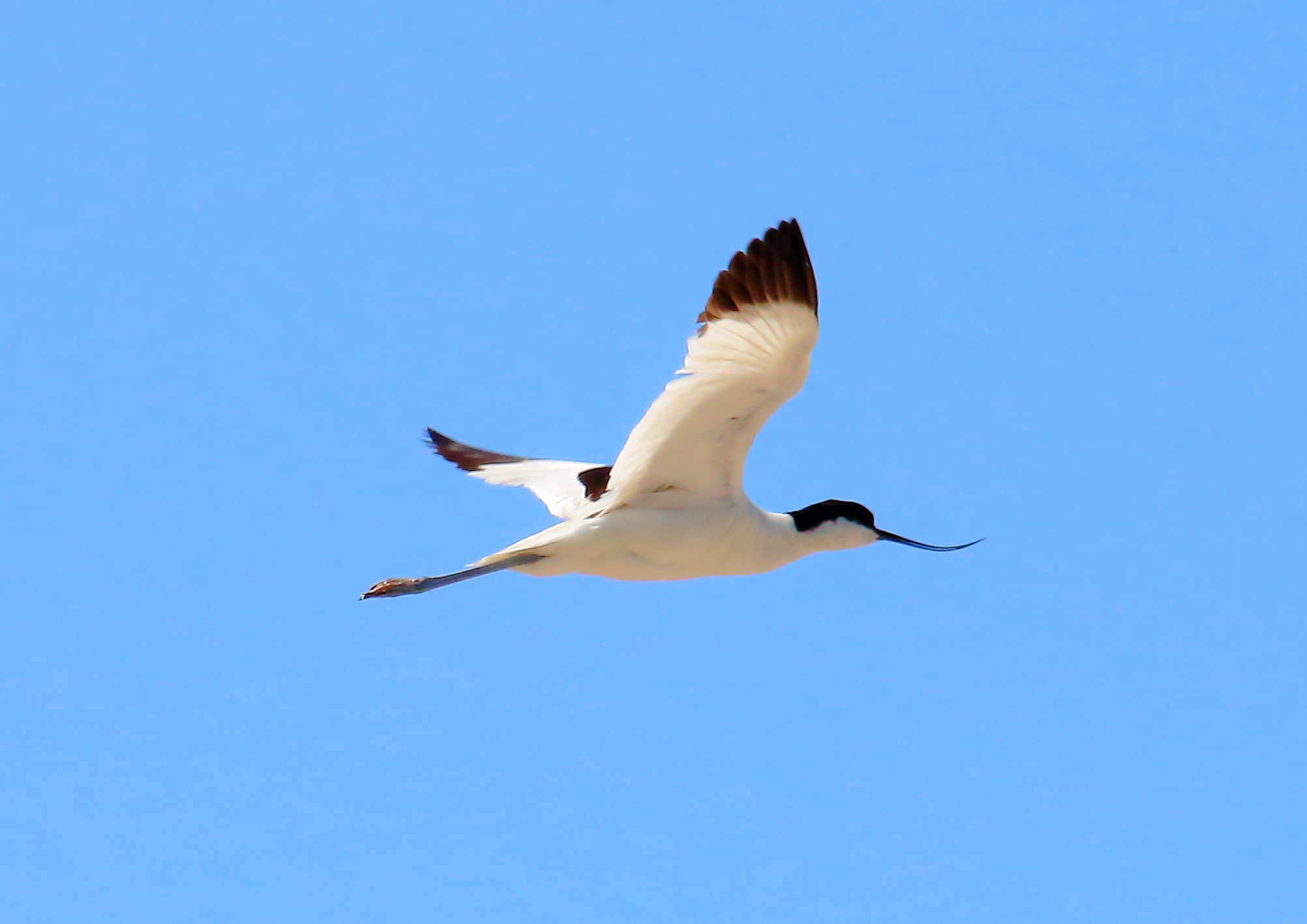 Avocetta