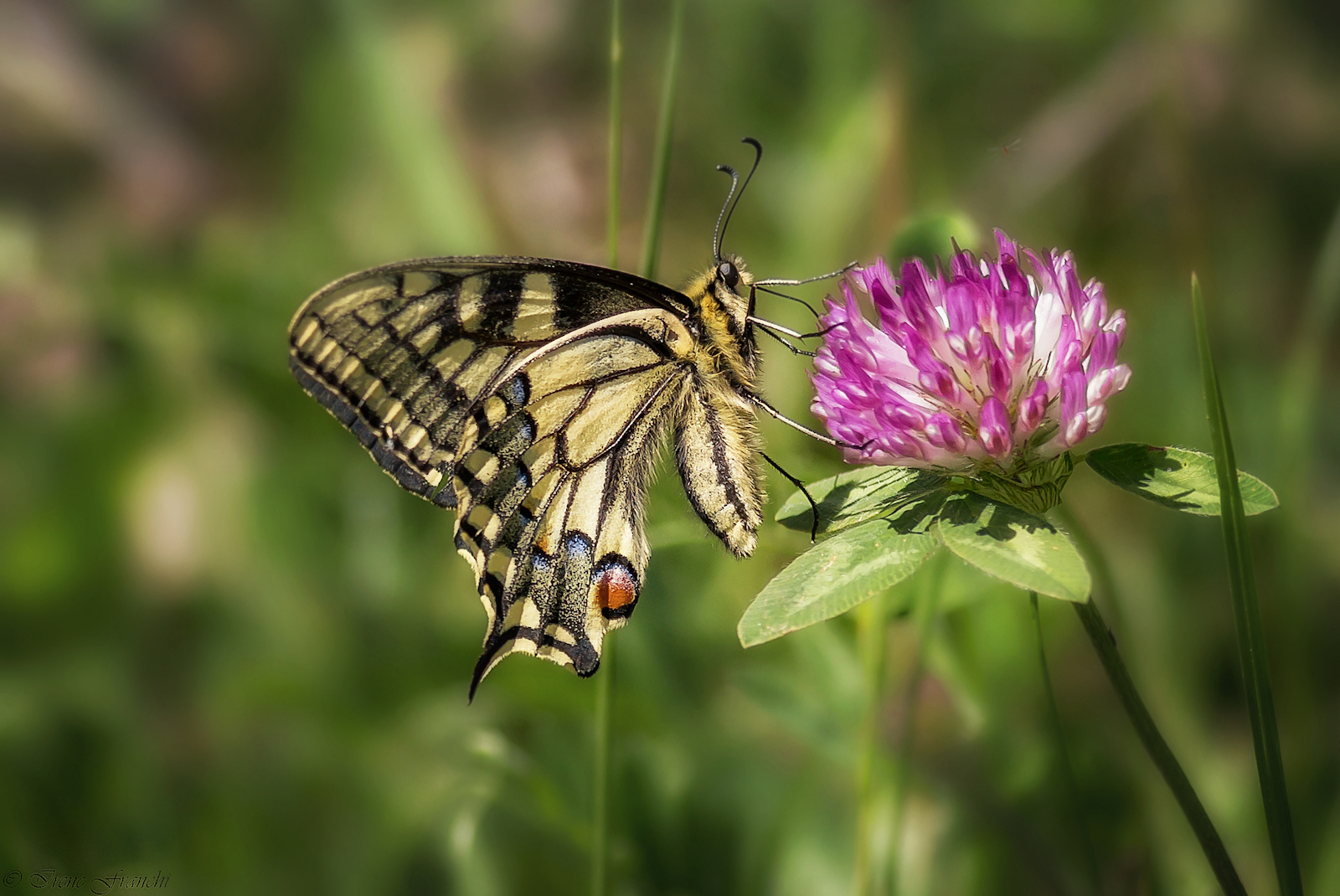 Papilio machaon