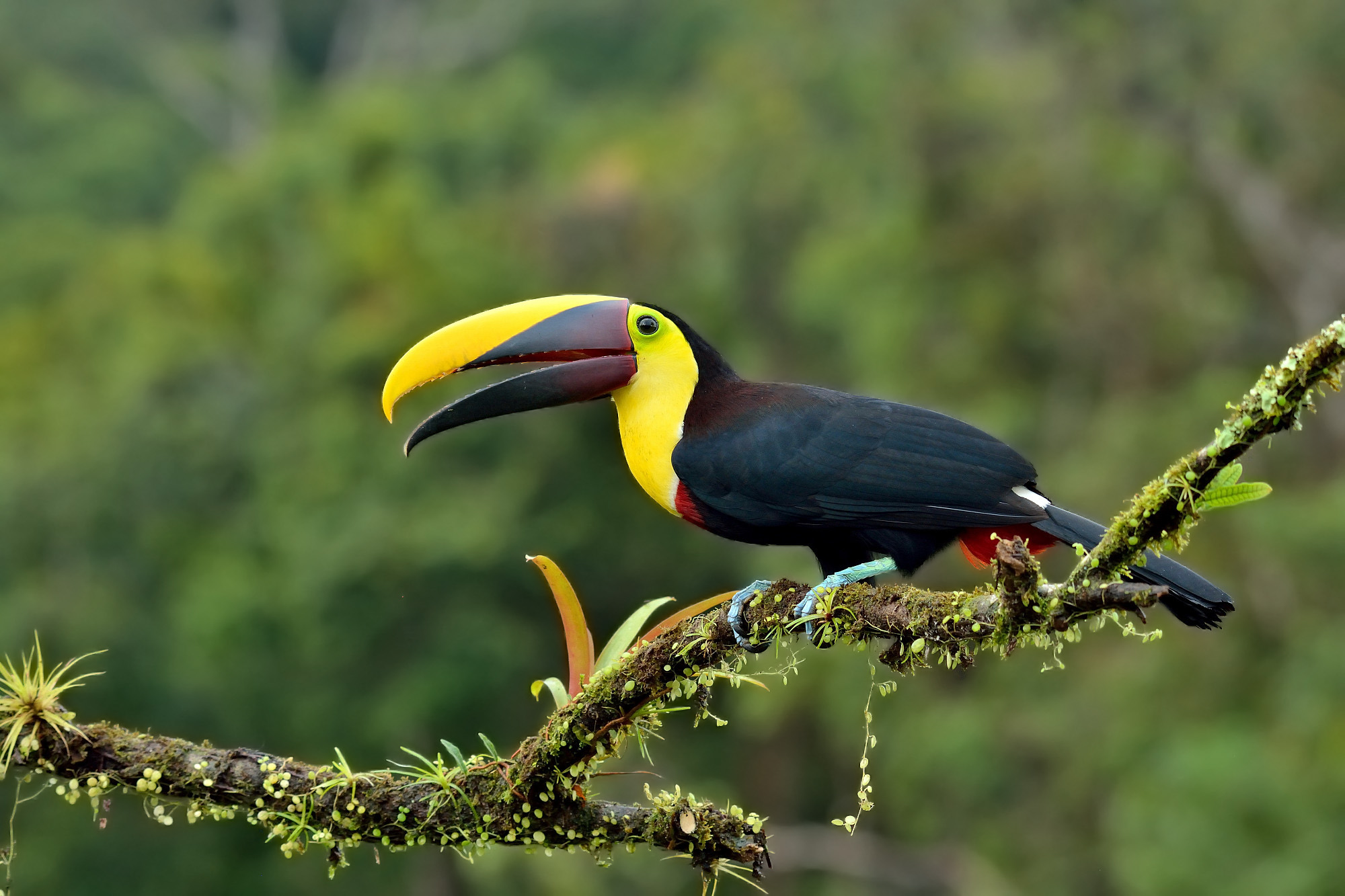 Tucano beccocastano (Ramphastos swainsonii)