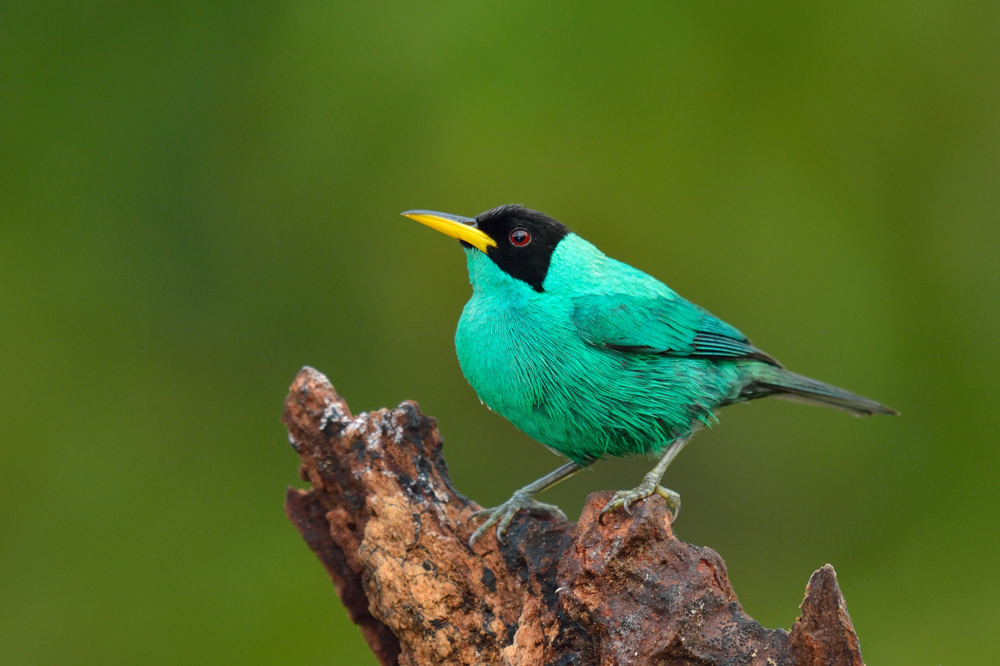 Mielero green (Chlorophanes spiza)