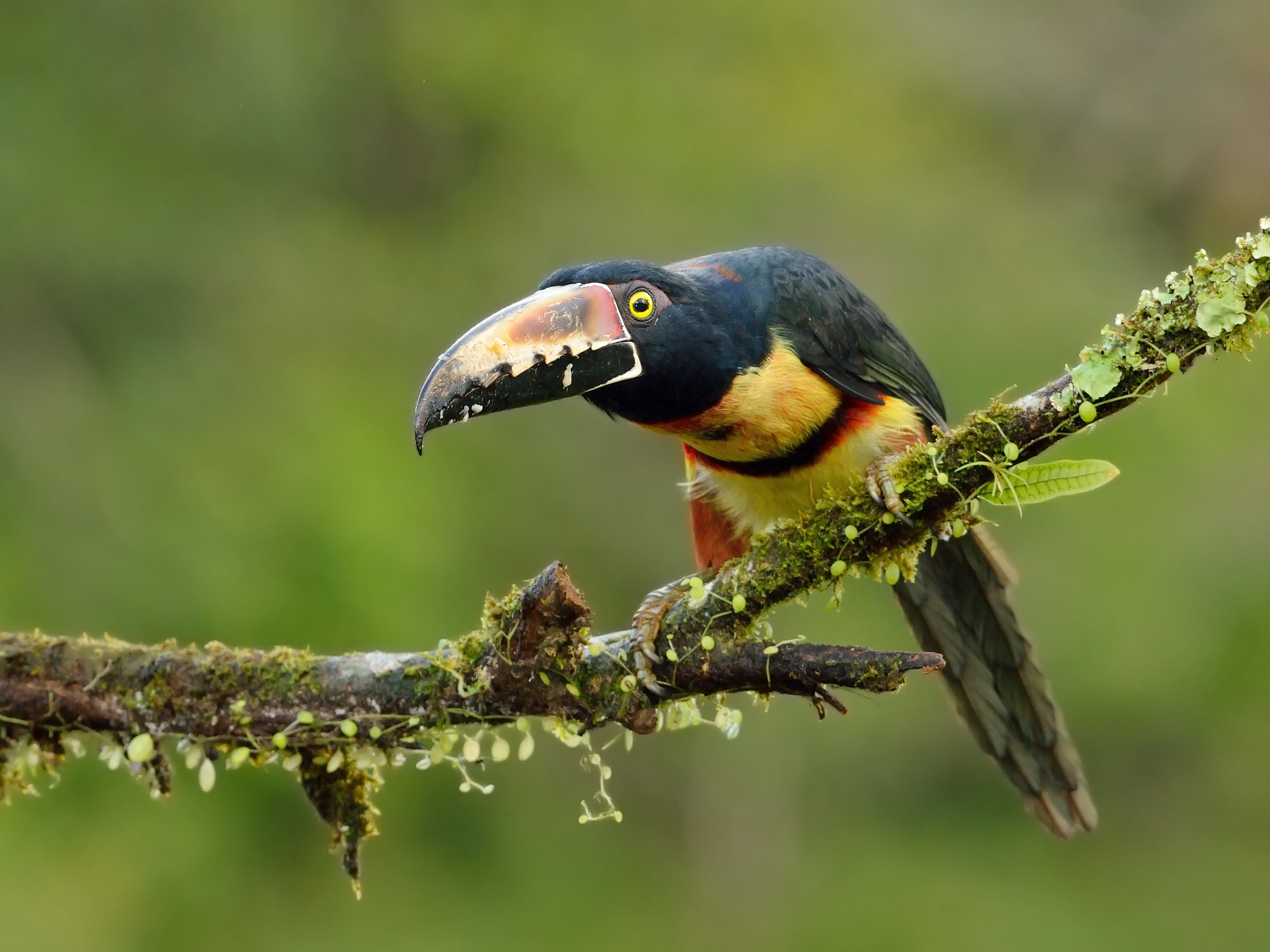 Aracari from collar (Pteroglossus torquatus)
