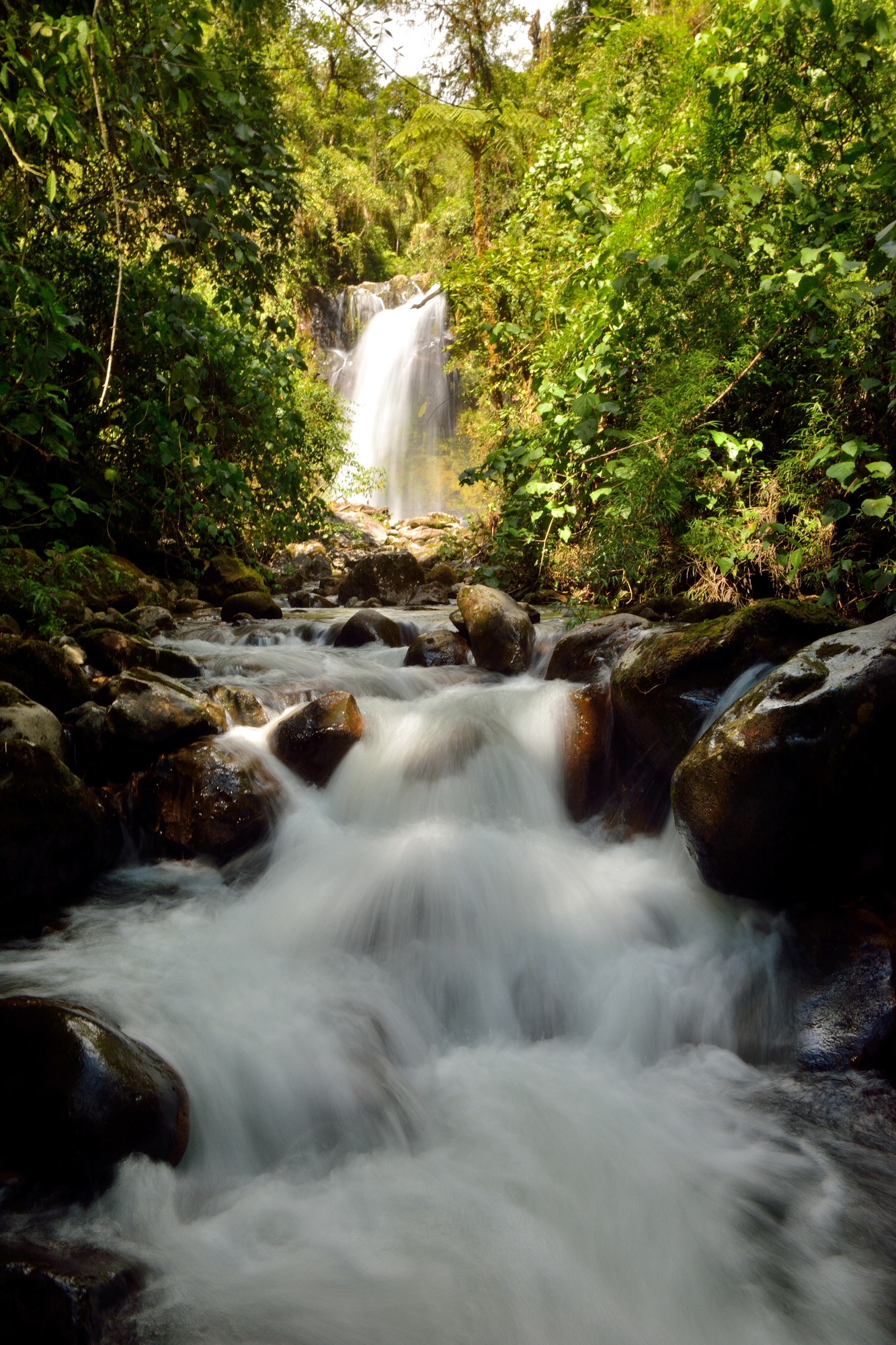 In the heart of the jungle