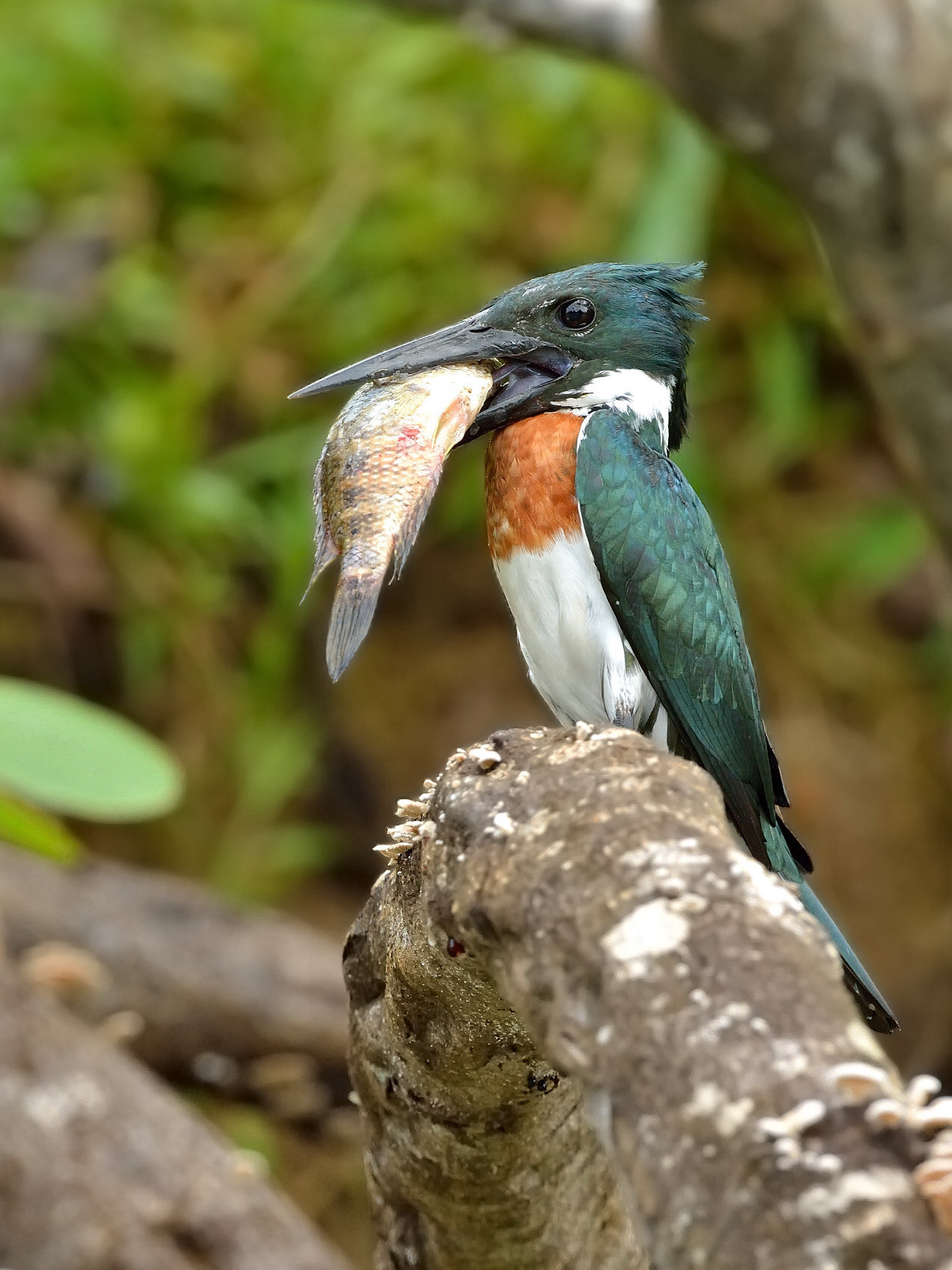 Martin Amazonian fisherman (Chloroceryle amazona)