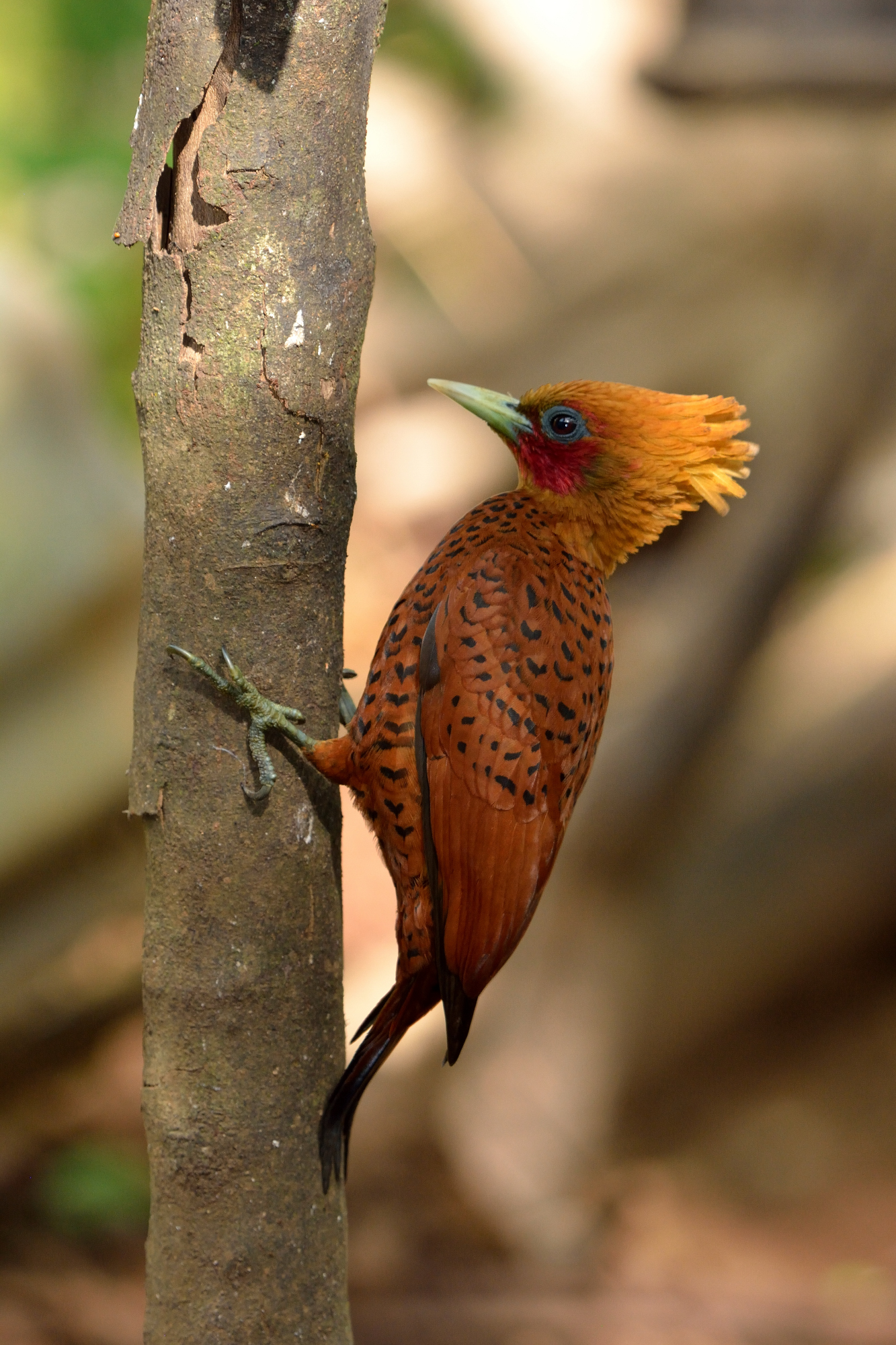 Brown woodpecker (Celeus castaneus)