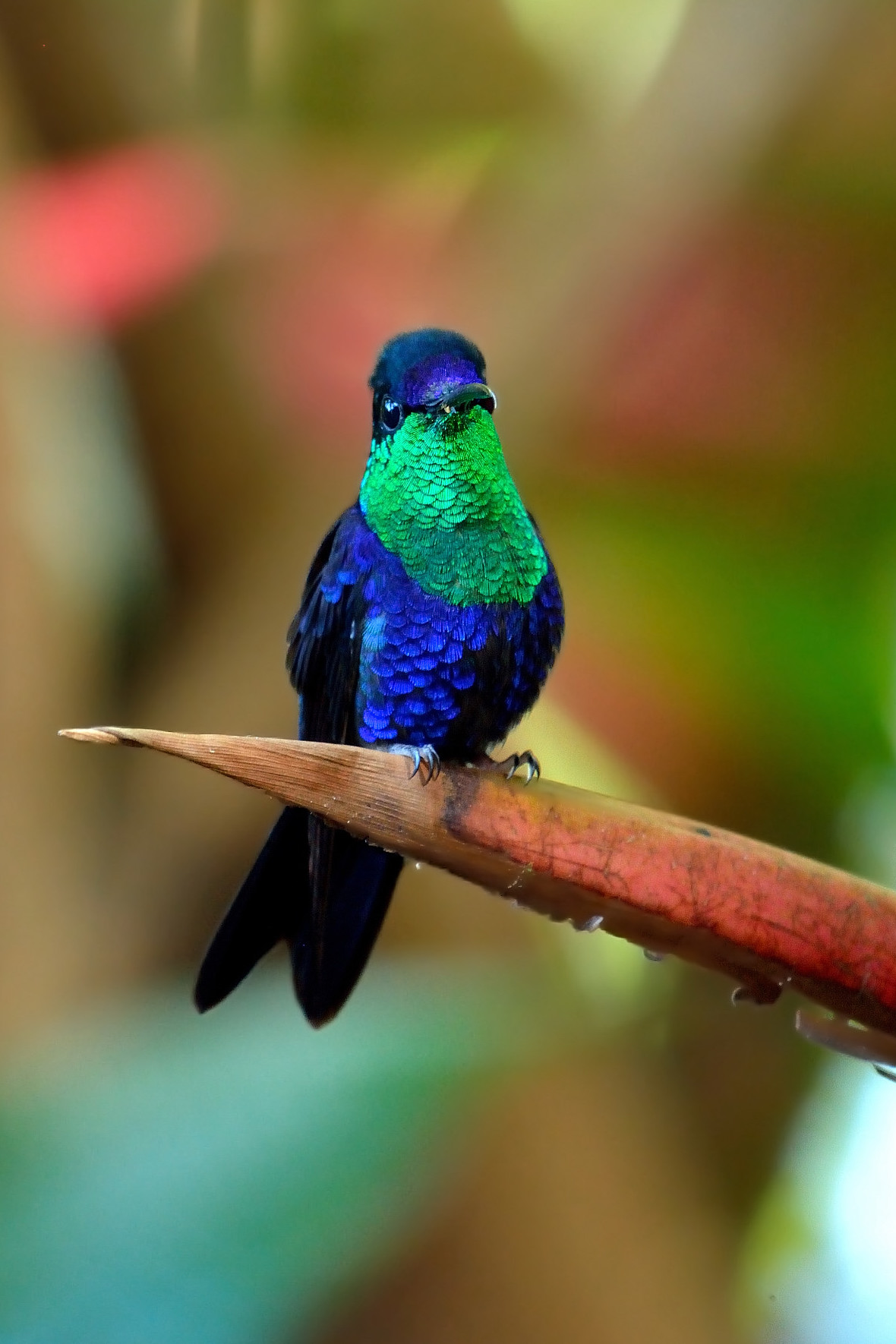 Driade capoblu (Thalurania colombica)