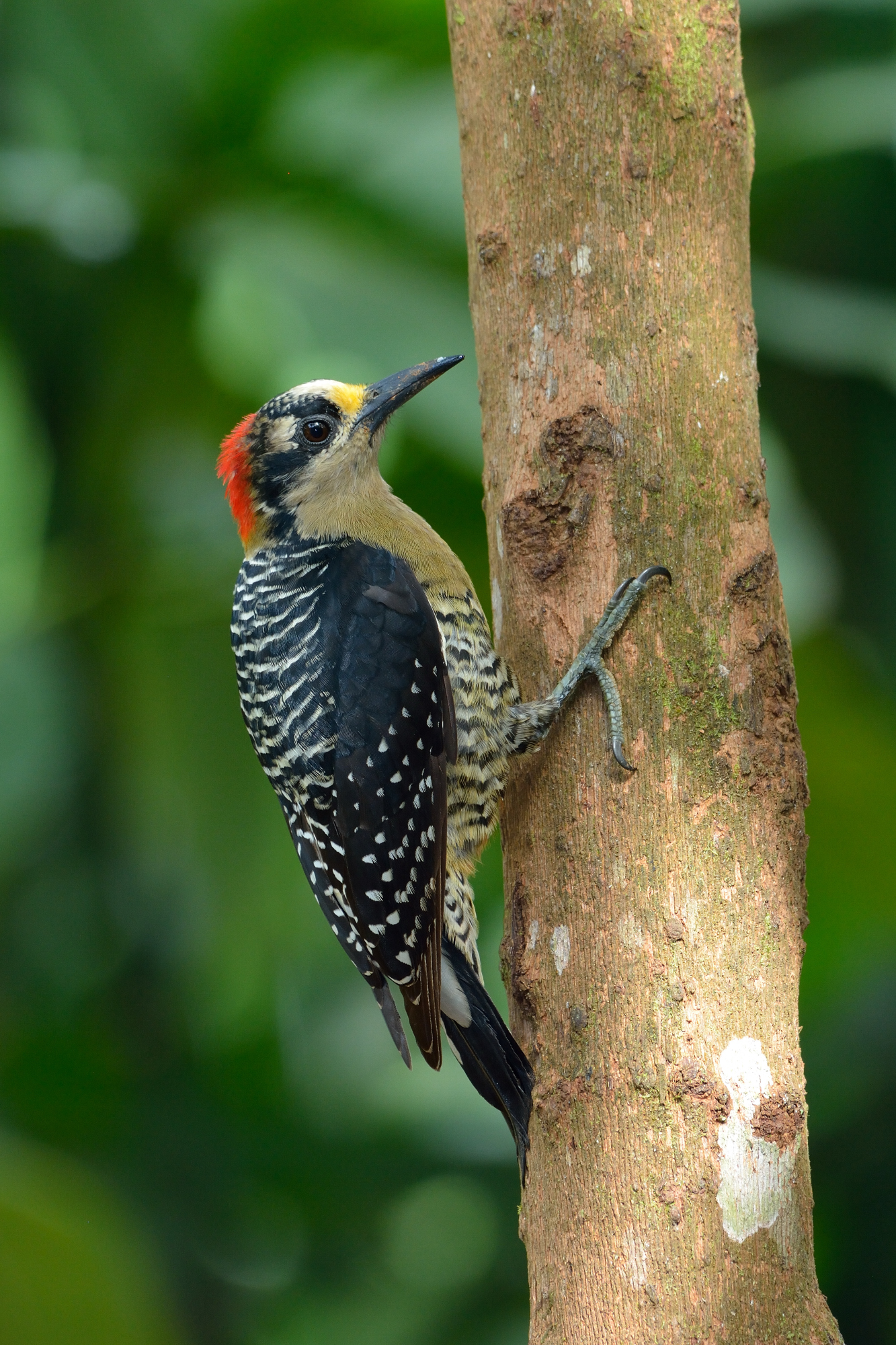 Woodpecker (Melanerpes pucherani)