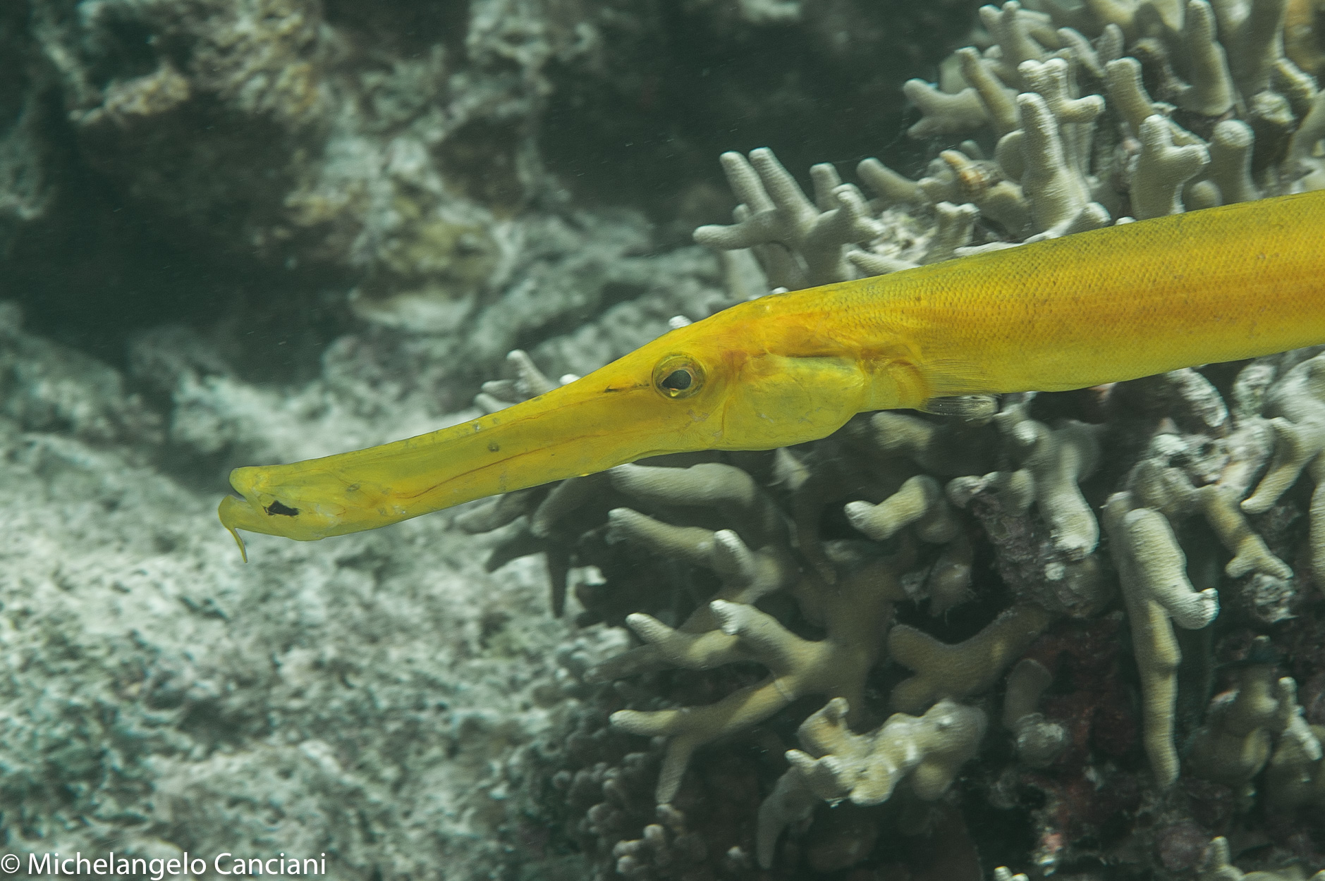 aulostomus chinensis