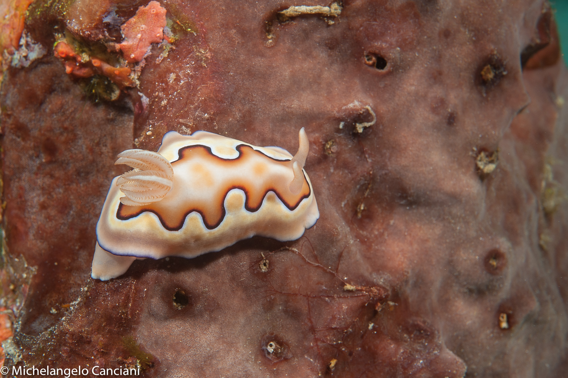 Chromodoris coi