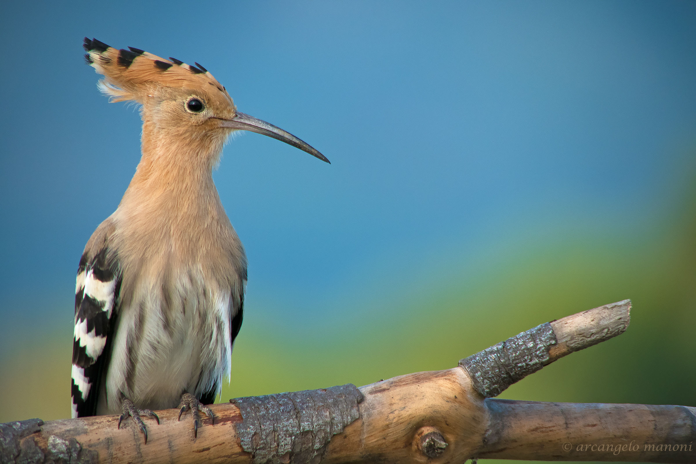 An 880 mm for the upupa