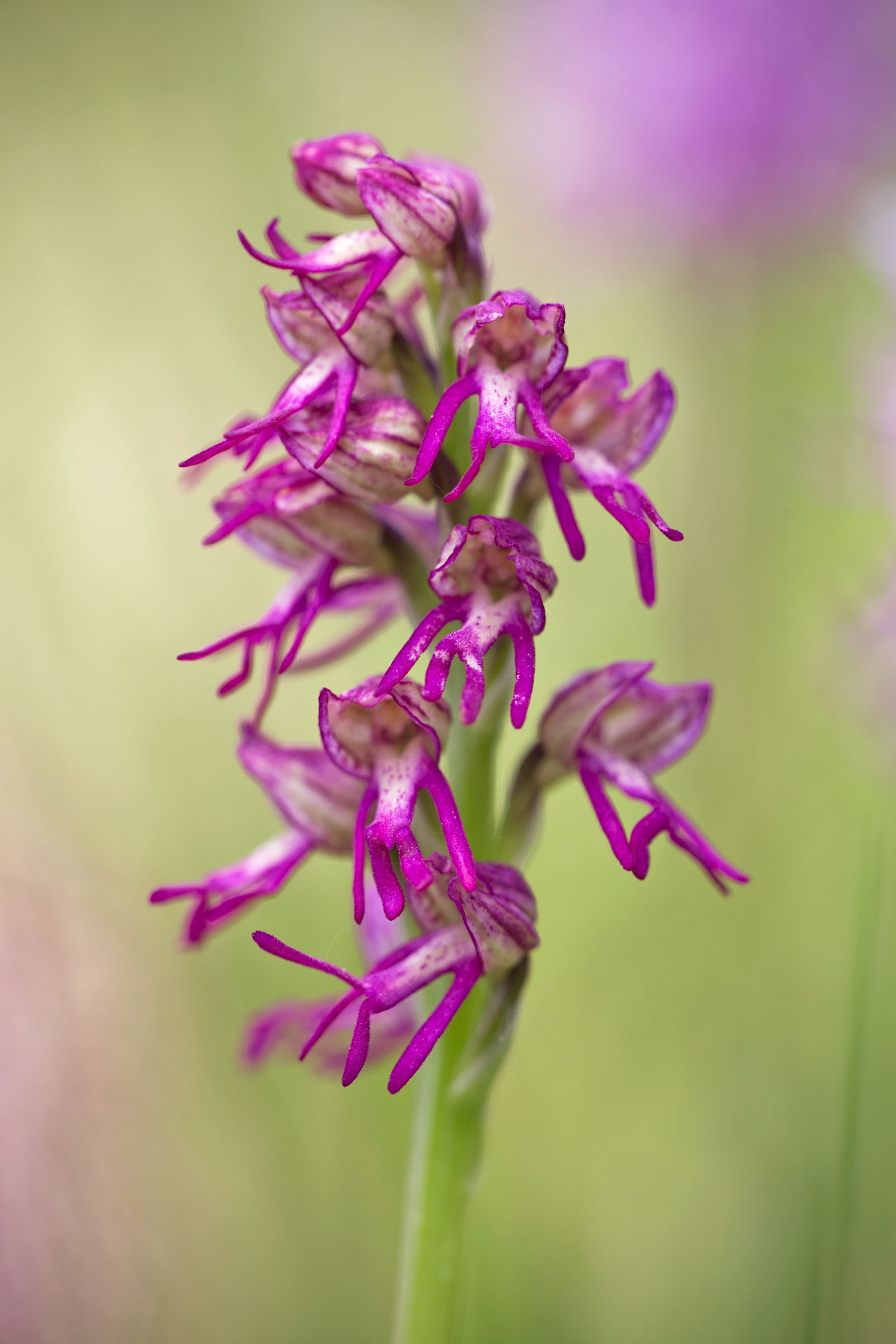 Orchis x bergonii