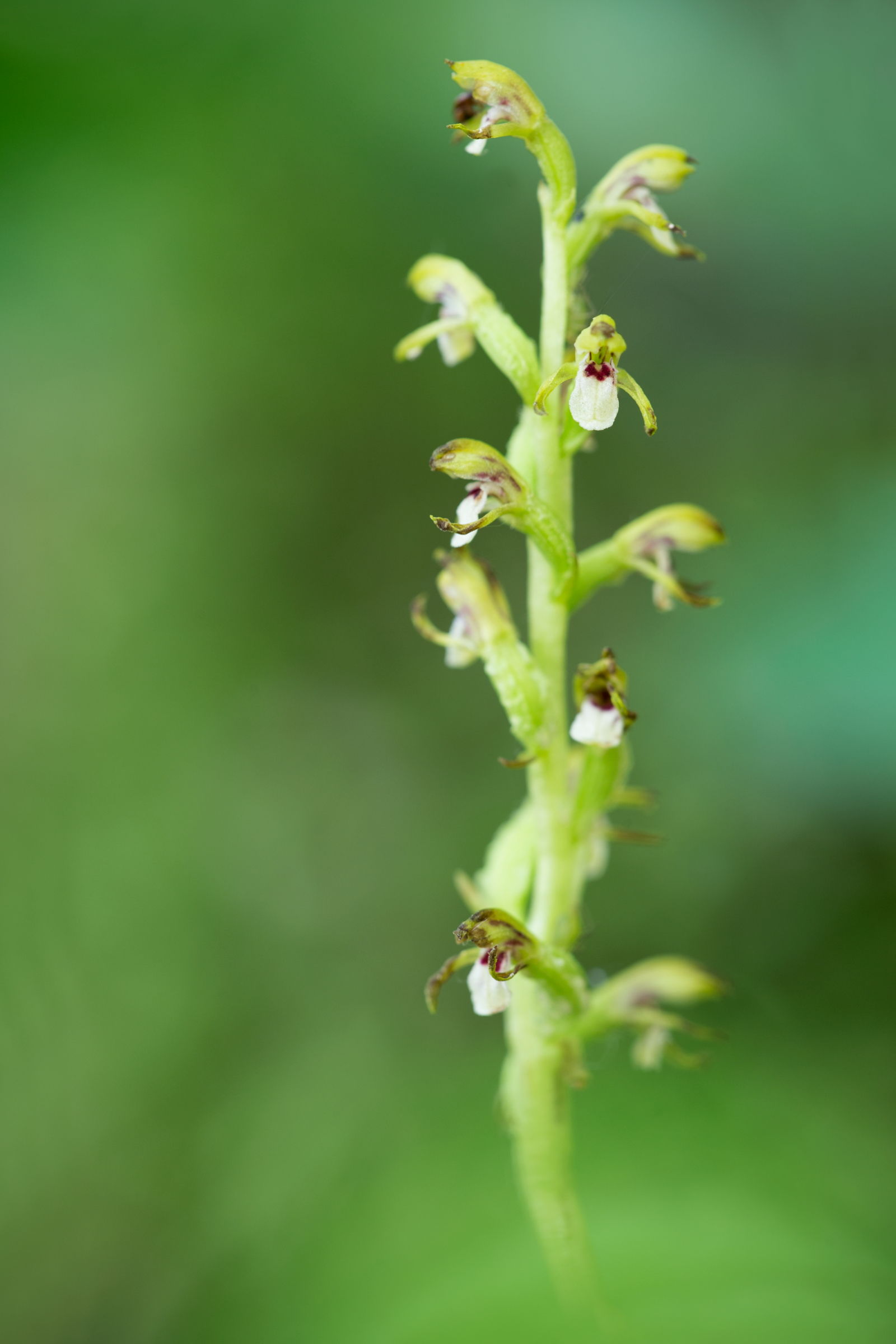 Corallorhiza trifida