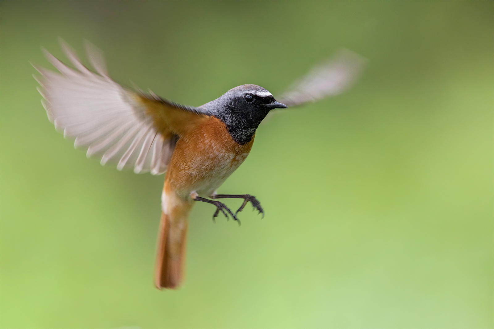Common redstart
