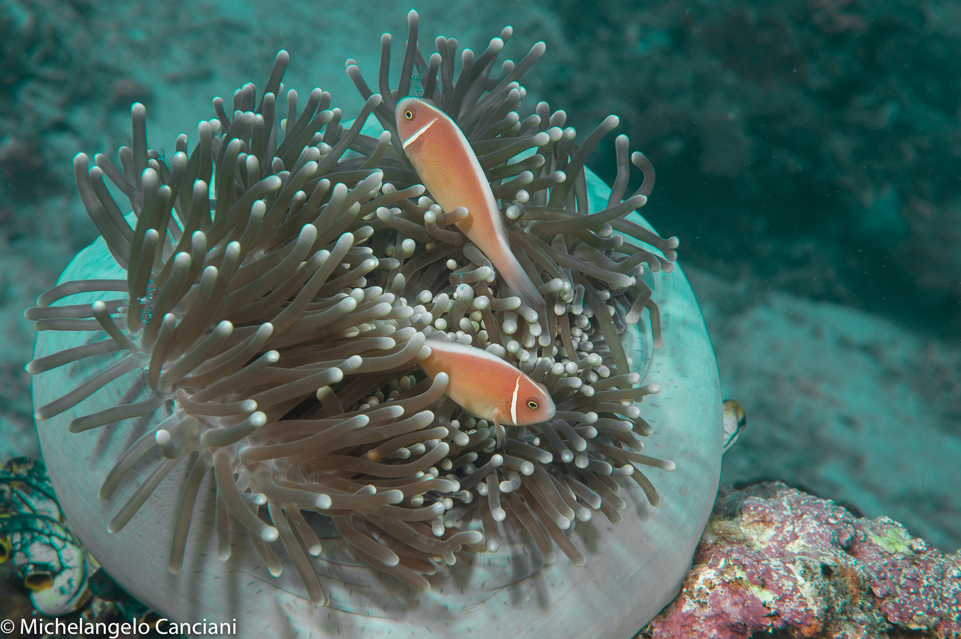 amphiprion perideraion