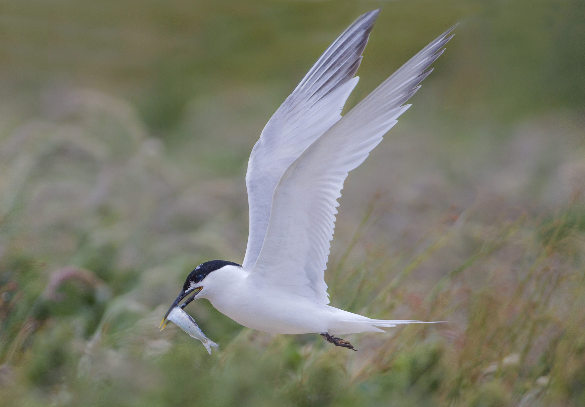 sandwich tern