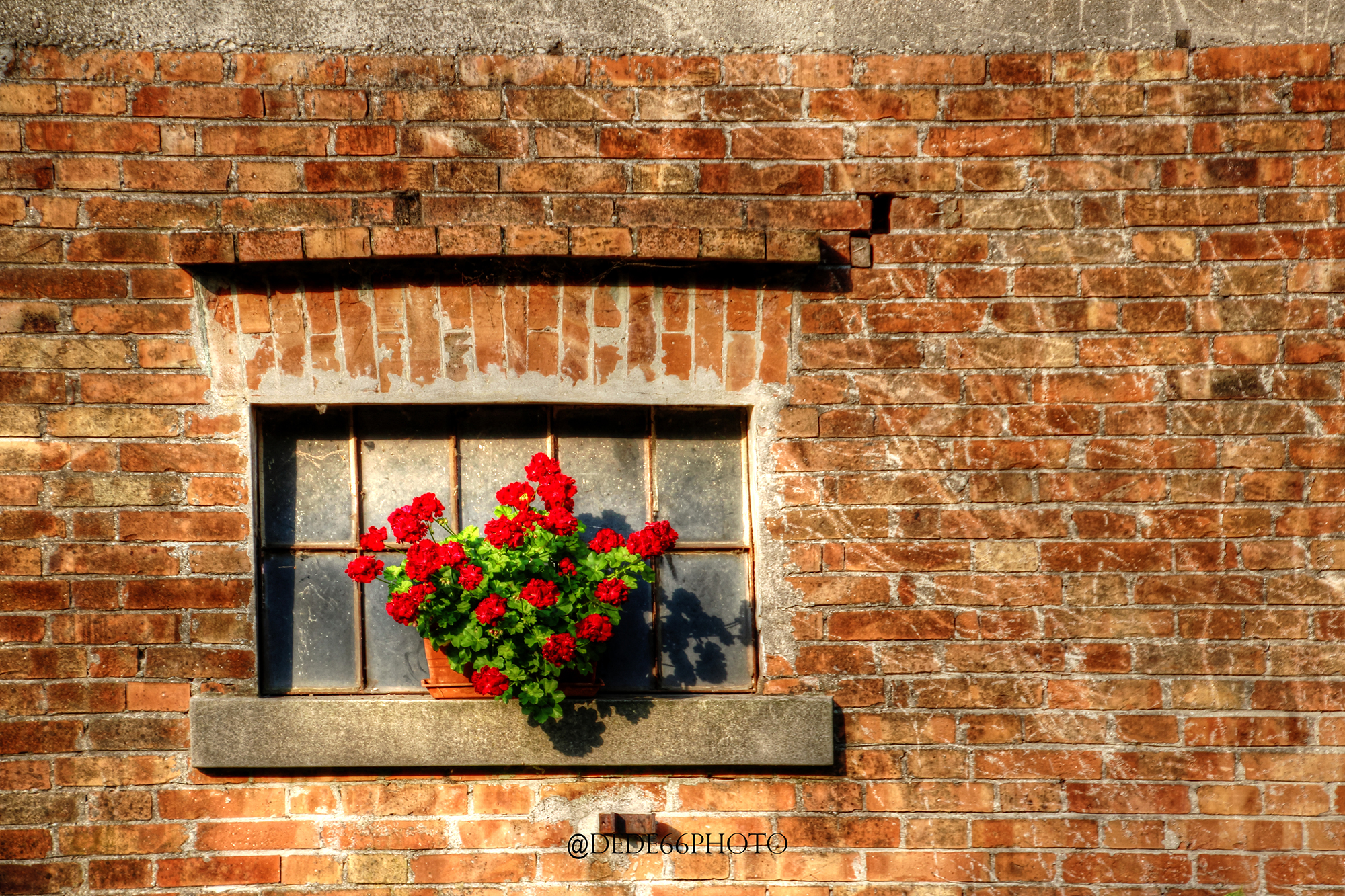 Fioritura su Muratura