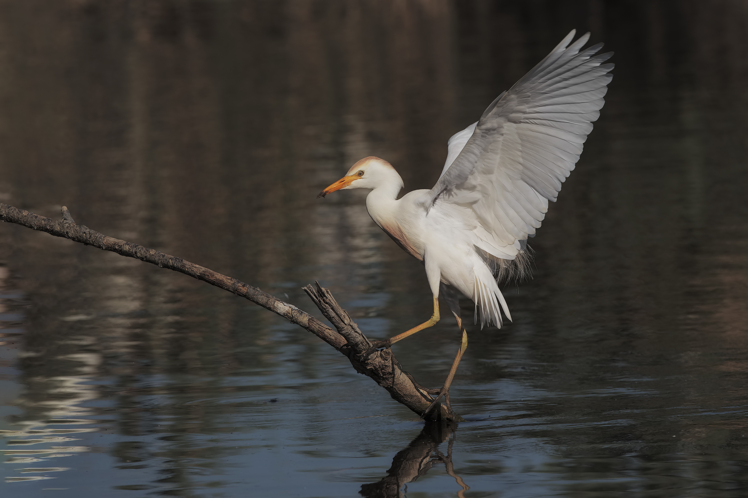 guardabuoi luce buona...4