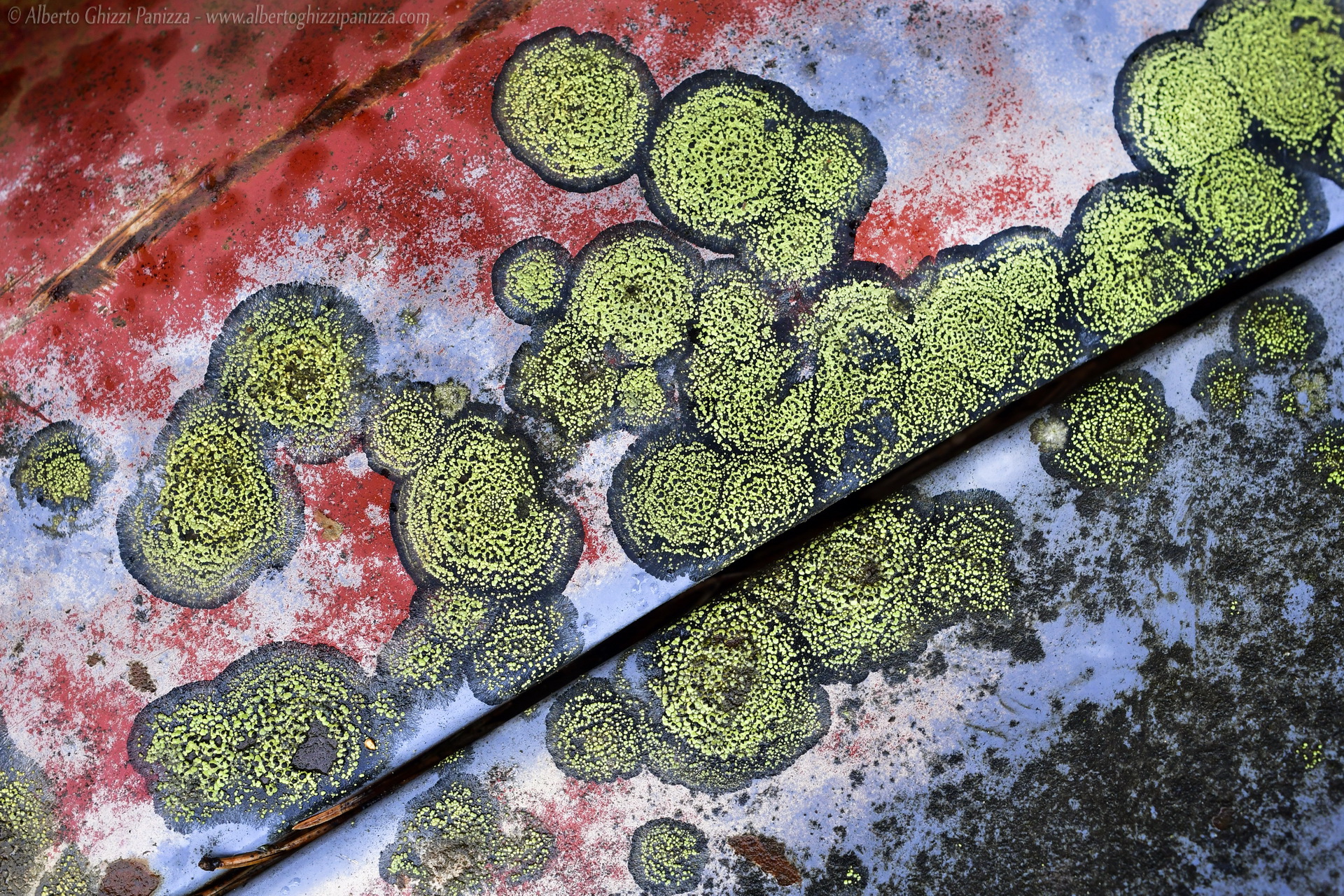 Licheni sulla carrozzeria