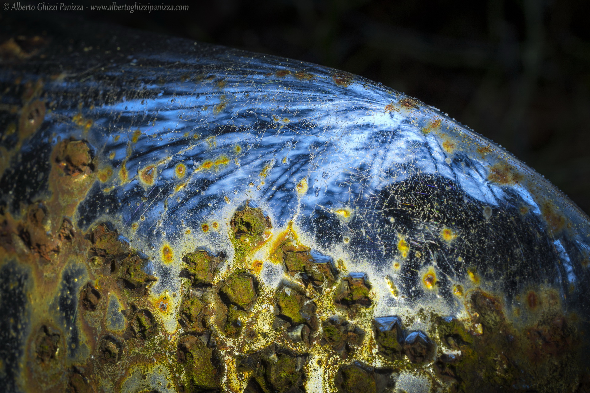 Riflessi della foresta sul paraurti cromato