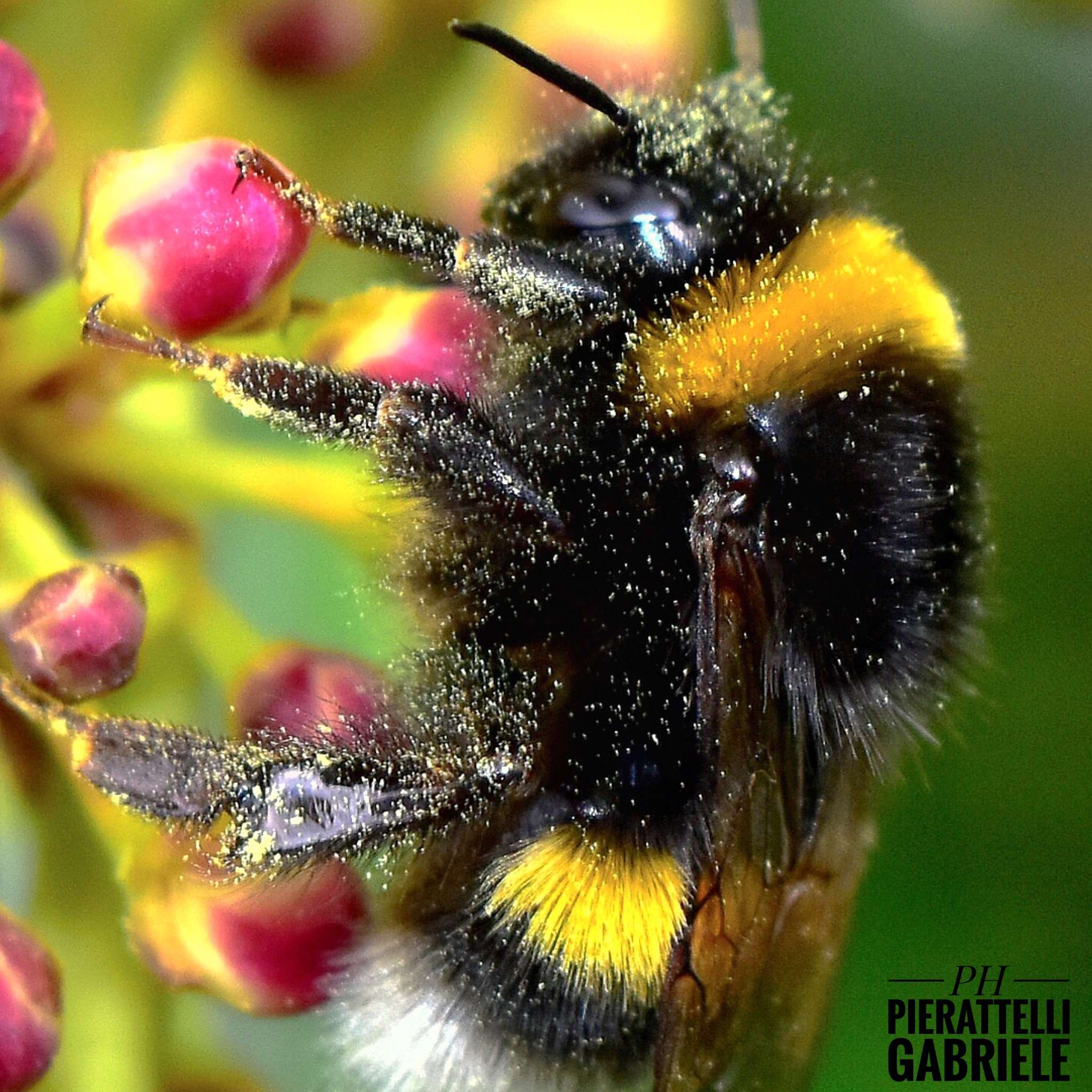 "Il Bombo addormentato"