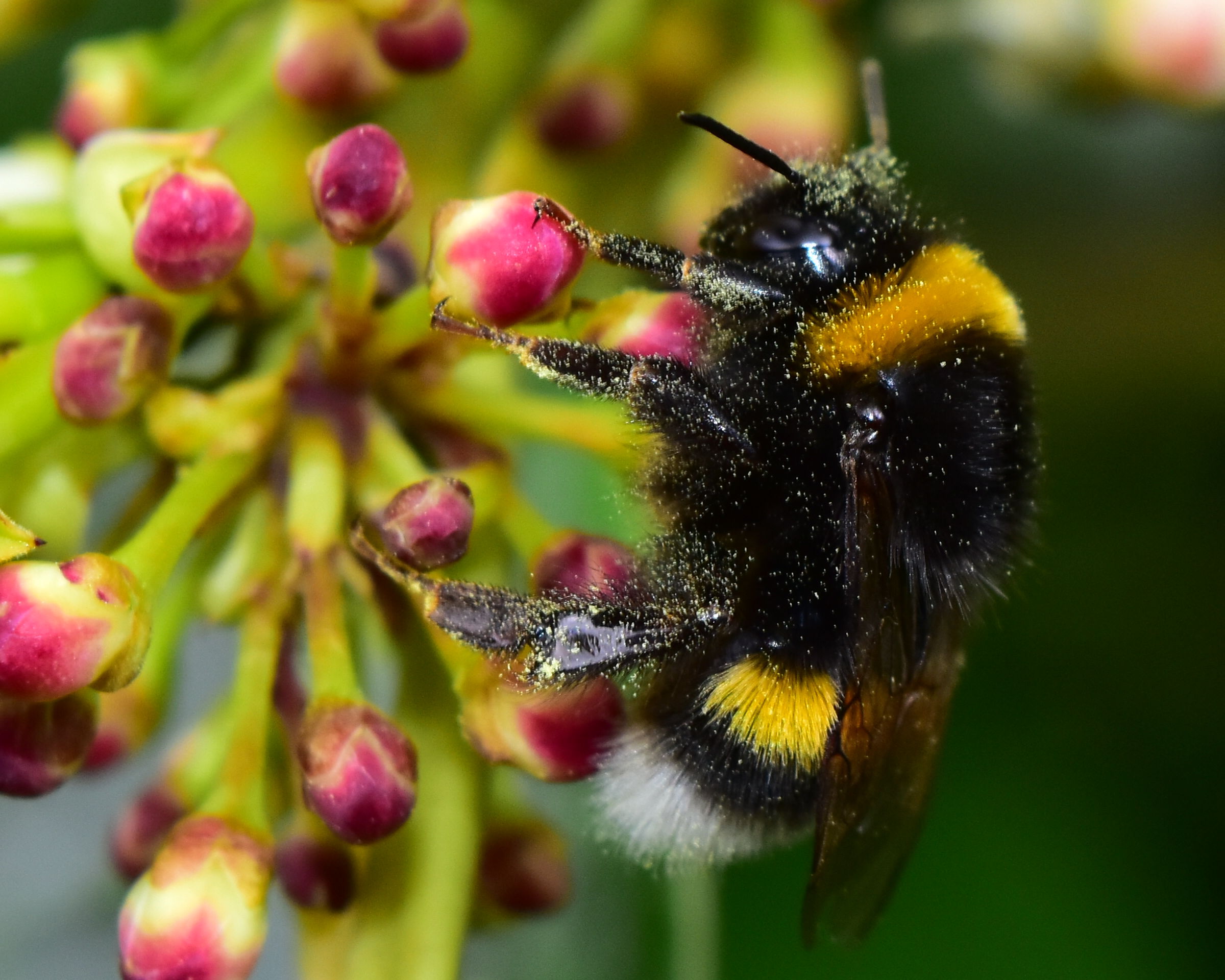 "Il Bombo addormentato"