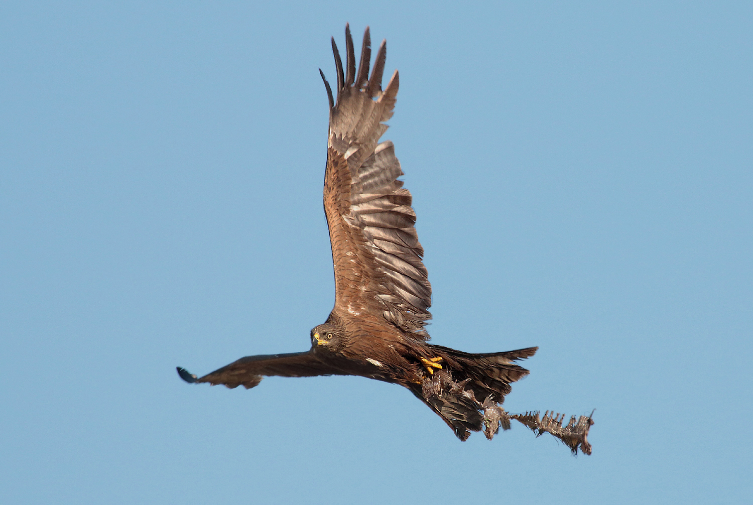 Brown nibbio necrofago