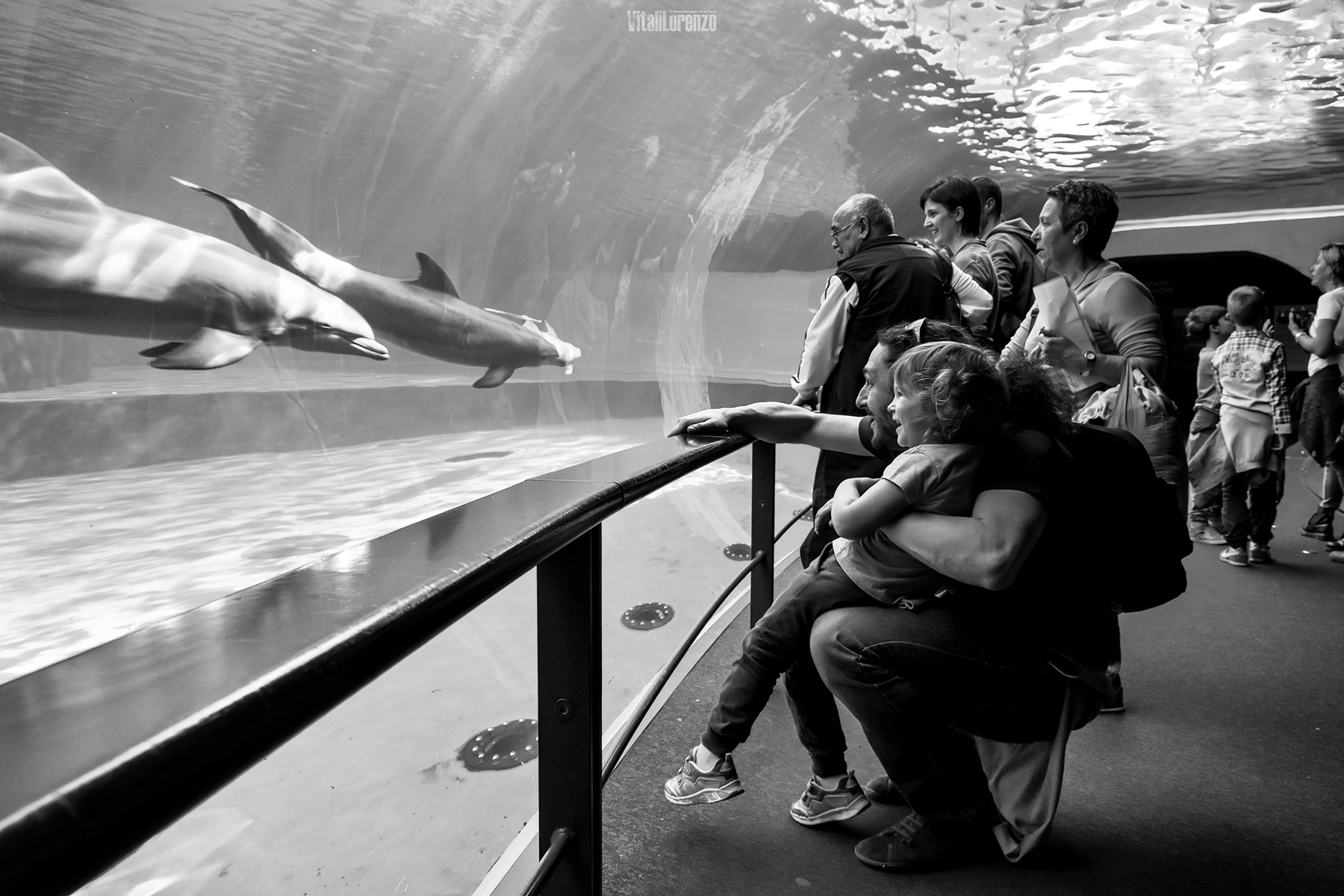 The dolphin pool - Aquarium of Genoa