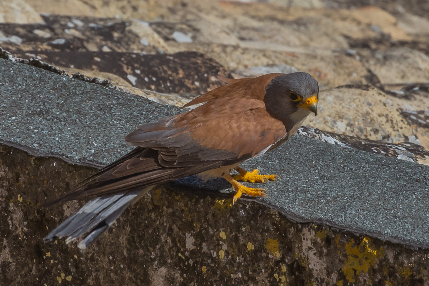 Lesser Kestrel