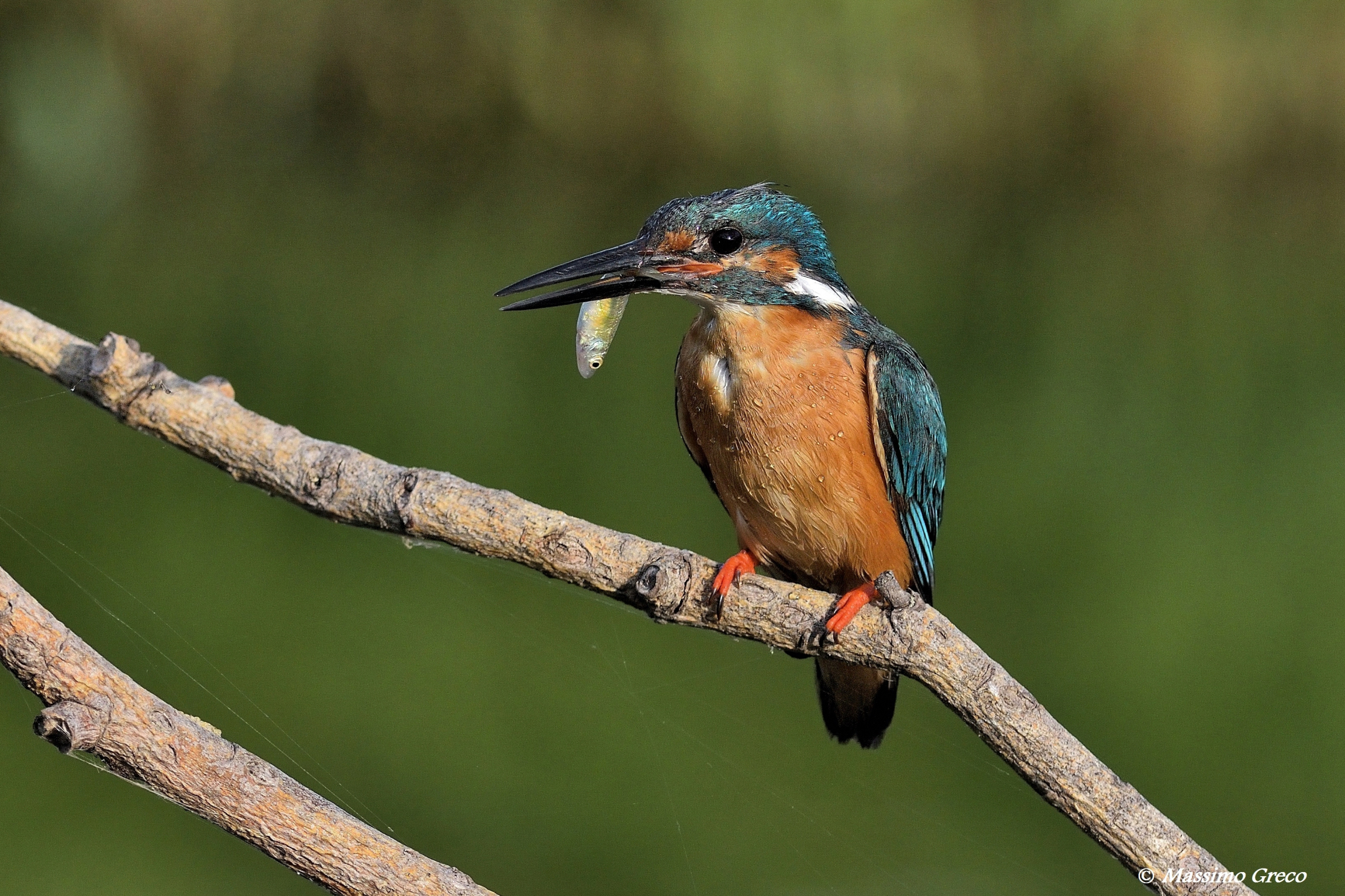 Martin pescatore con preda