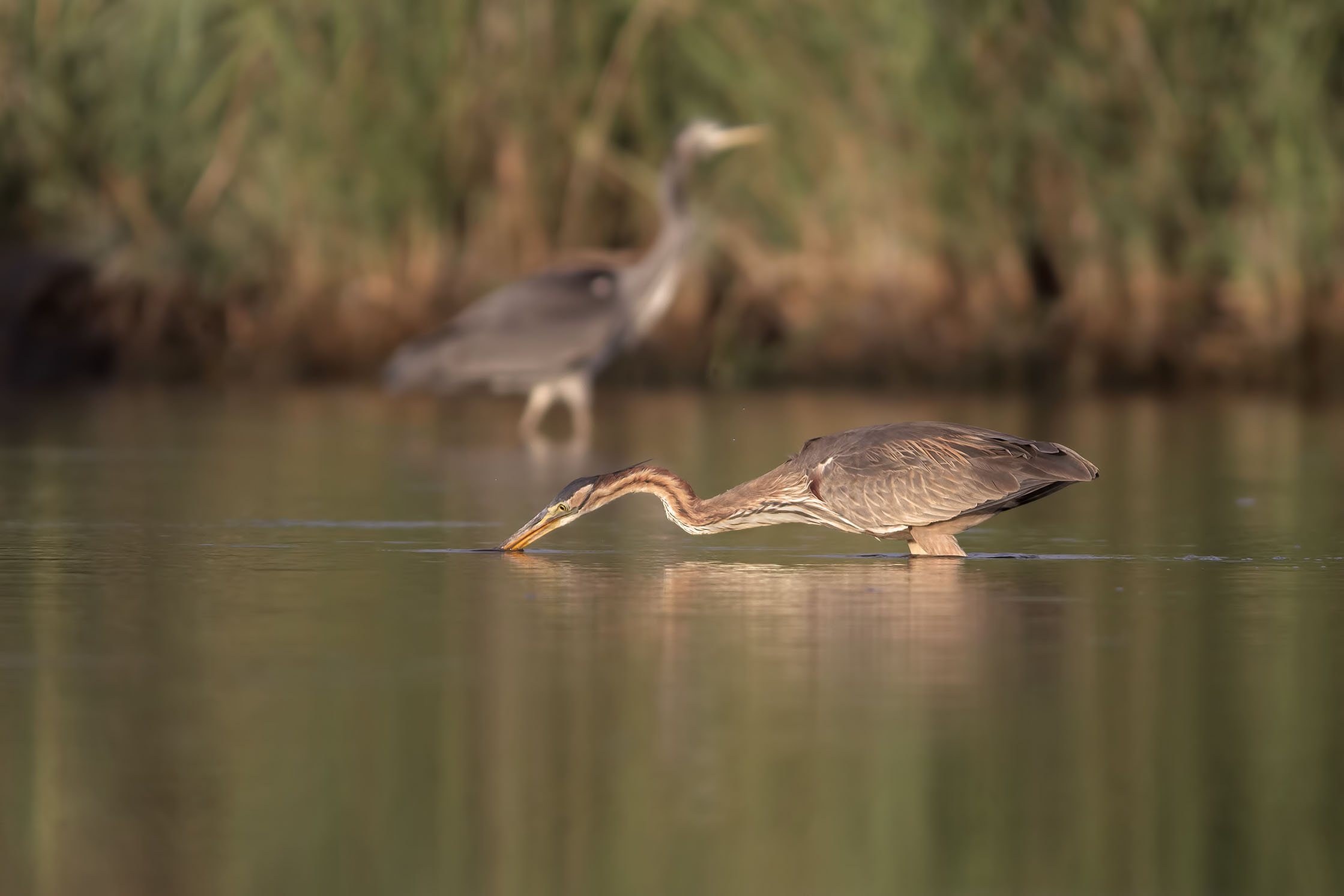 Giovane Airone Rosso a caccia