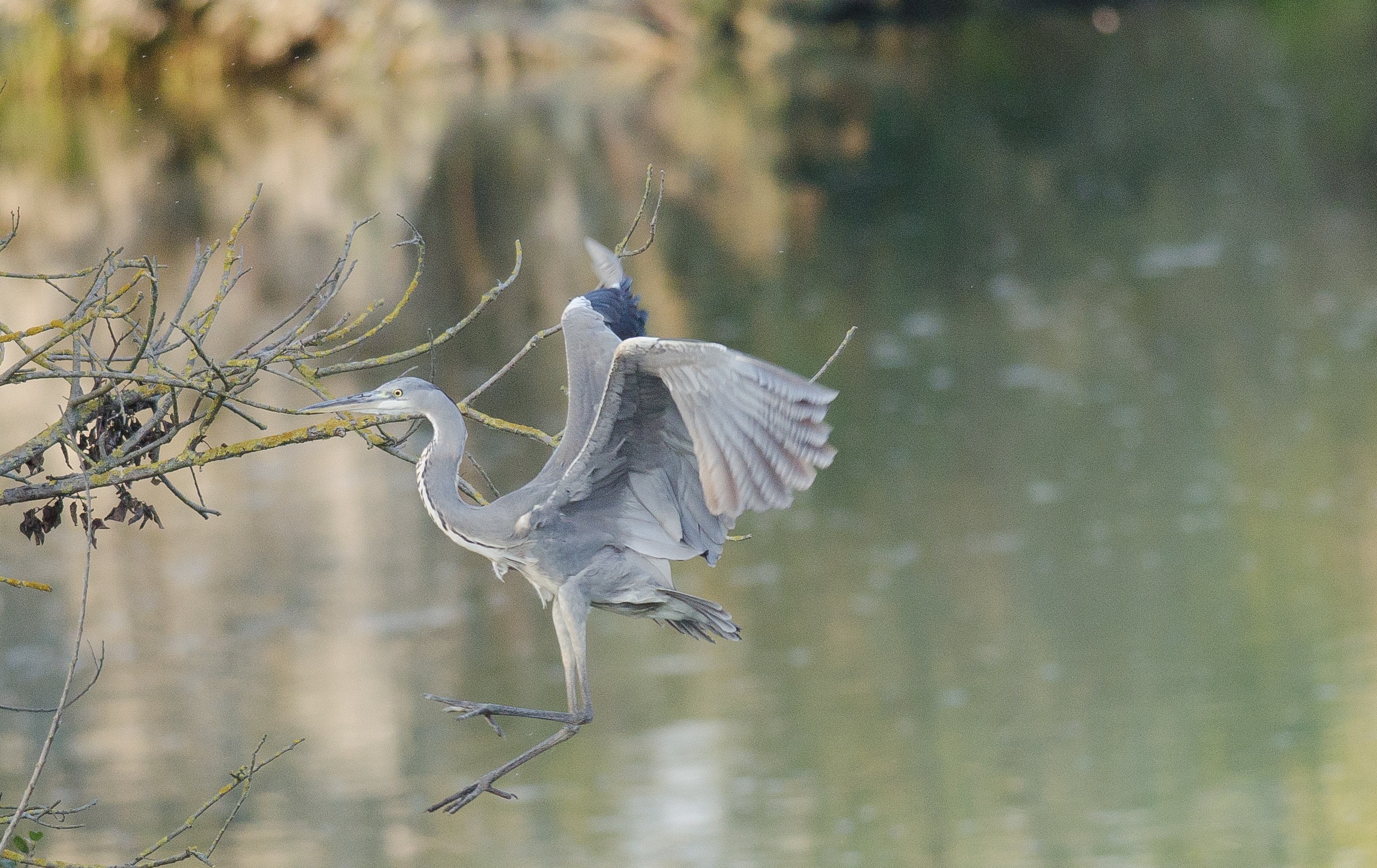 Airone contorsionista