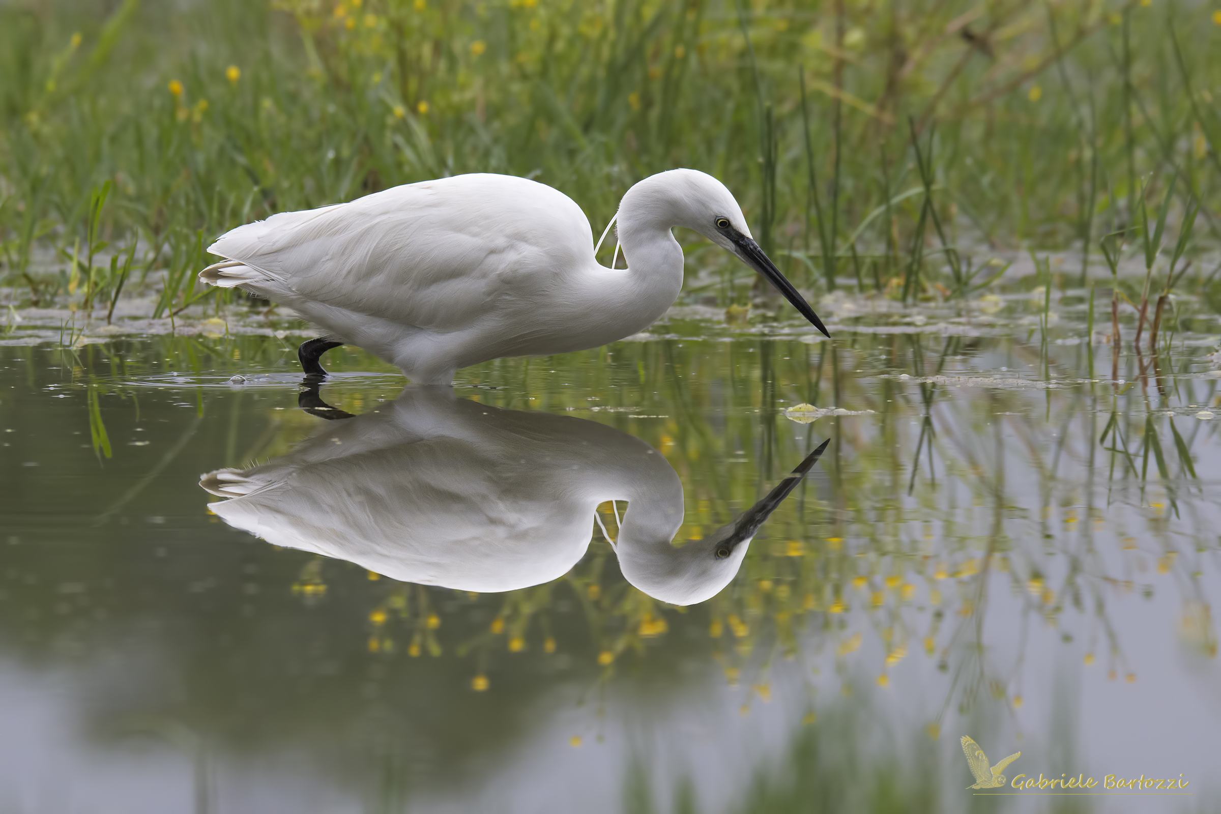 garzetta (egretta garzetta)