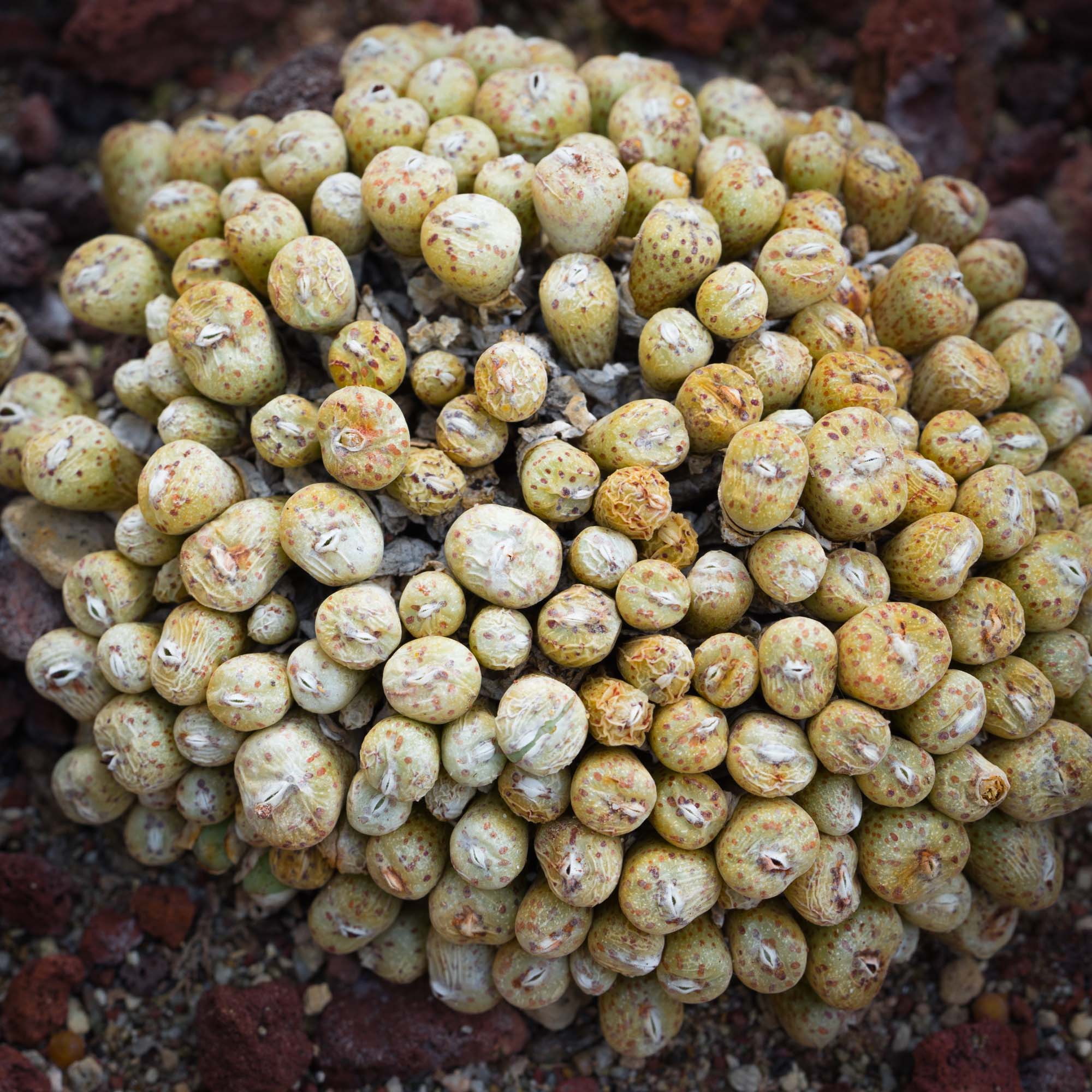 Lithops of South Africa