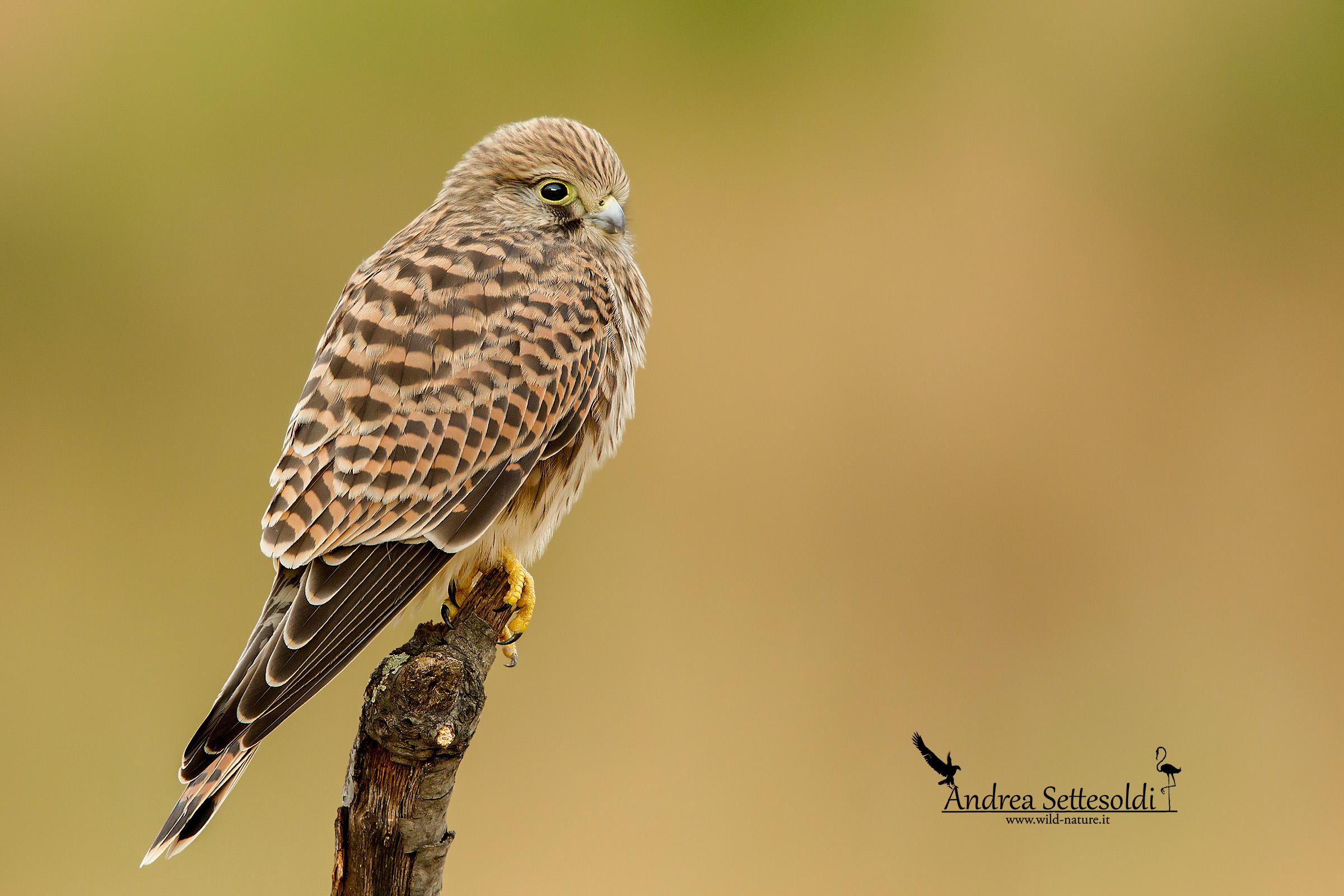 Captive NaturalPhoto birds, in total absence of light ...