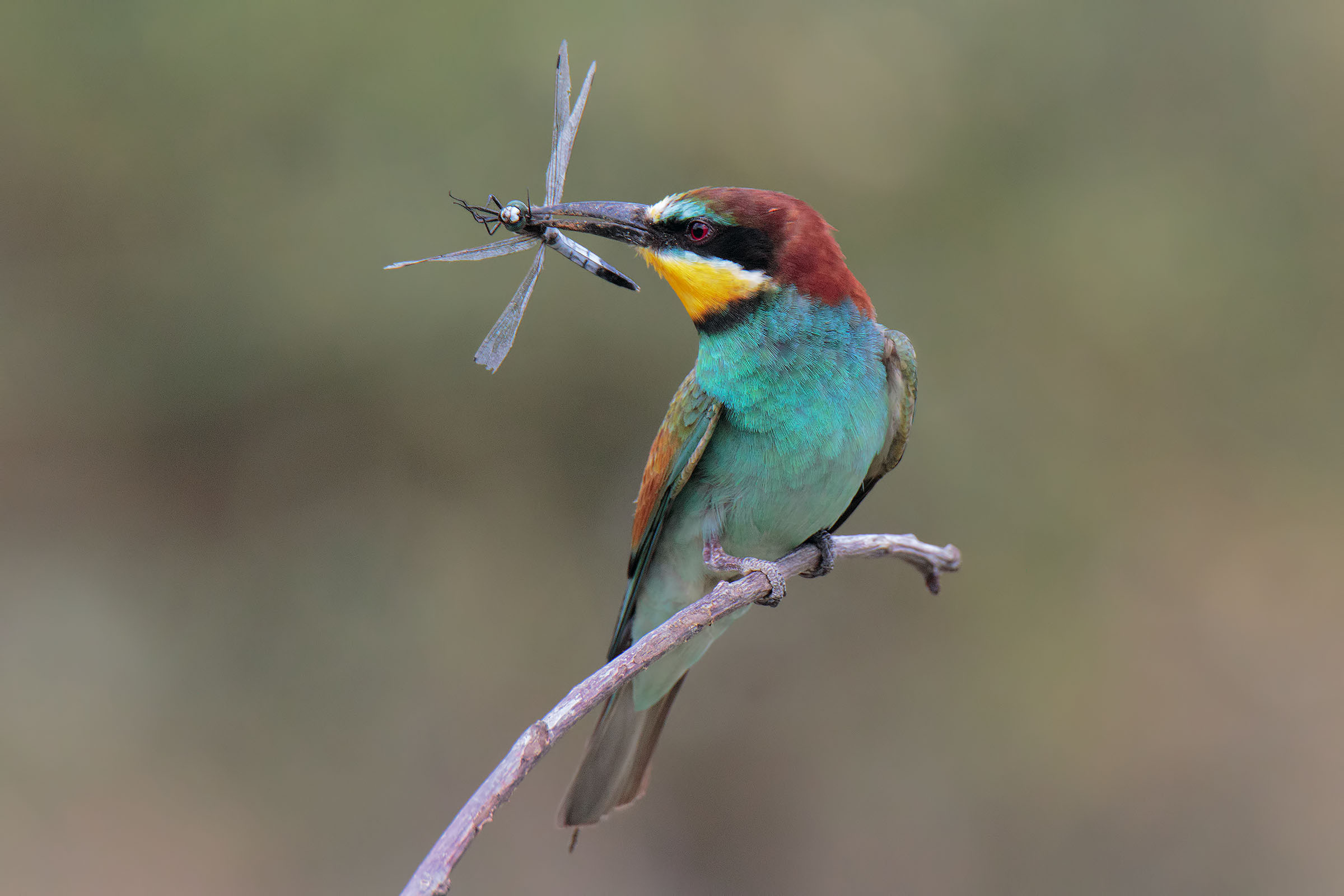 The downy and the dragonfly