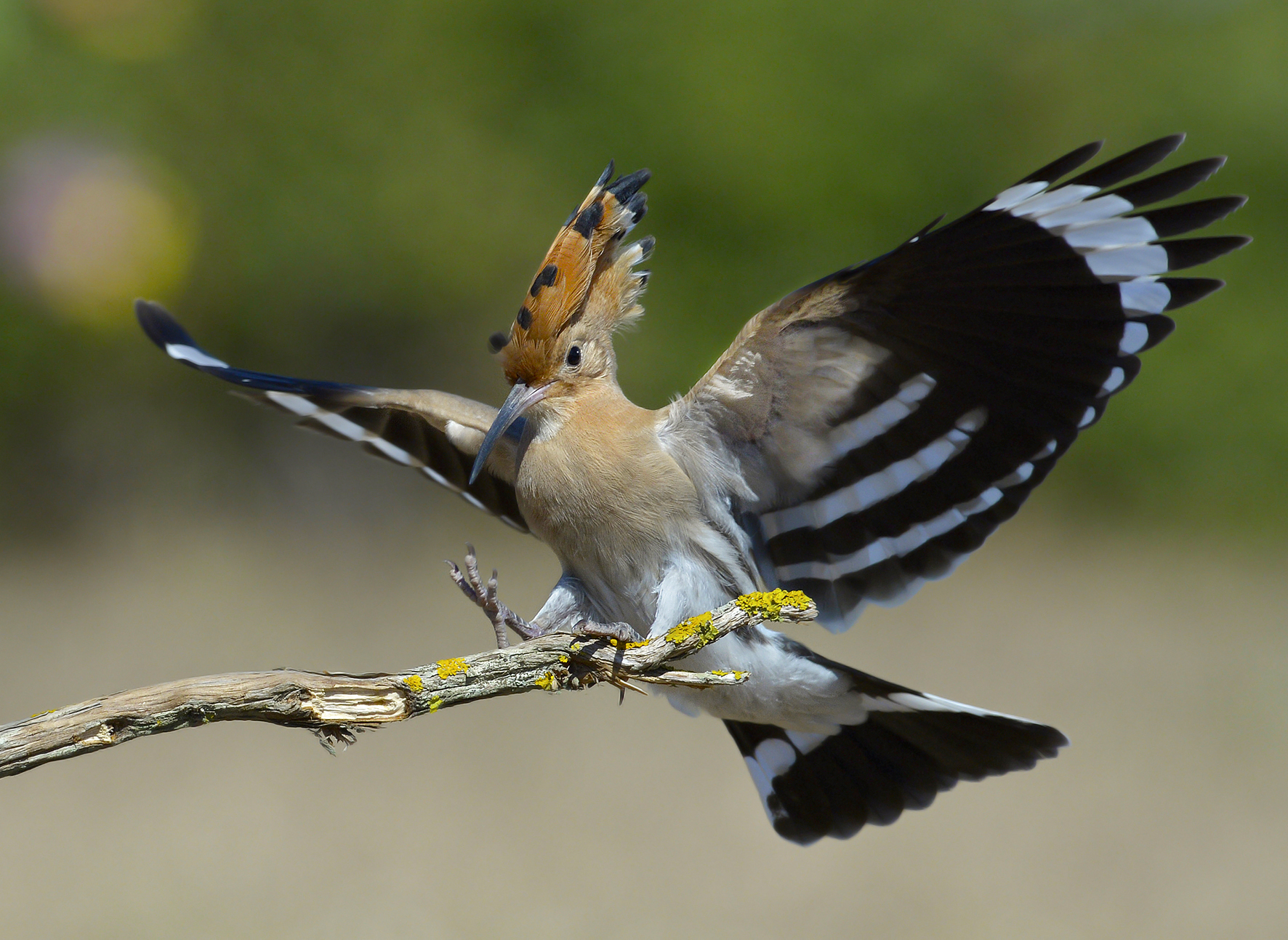 Upupa in atterraggio.