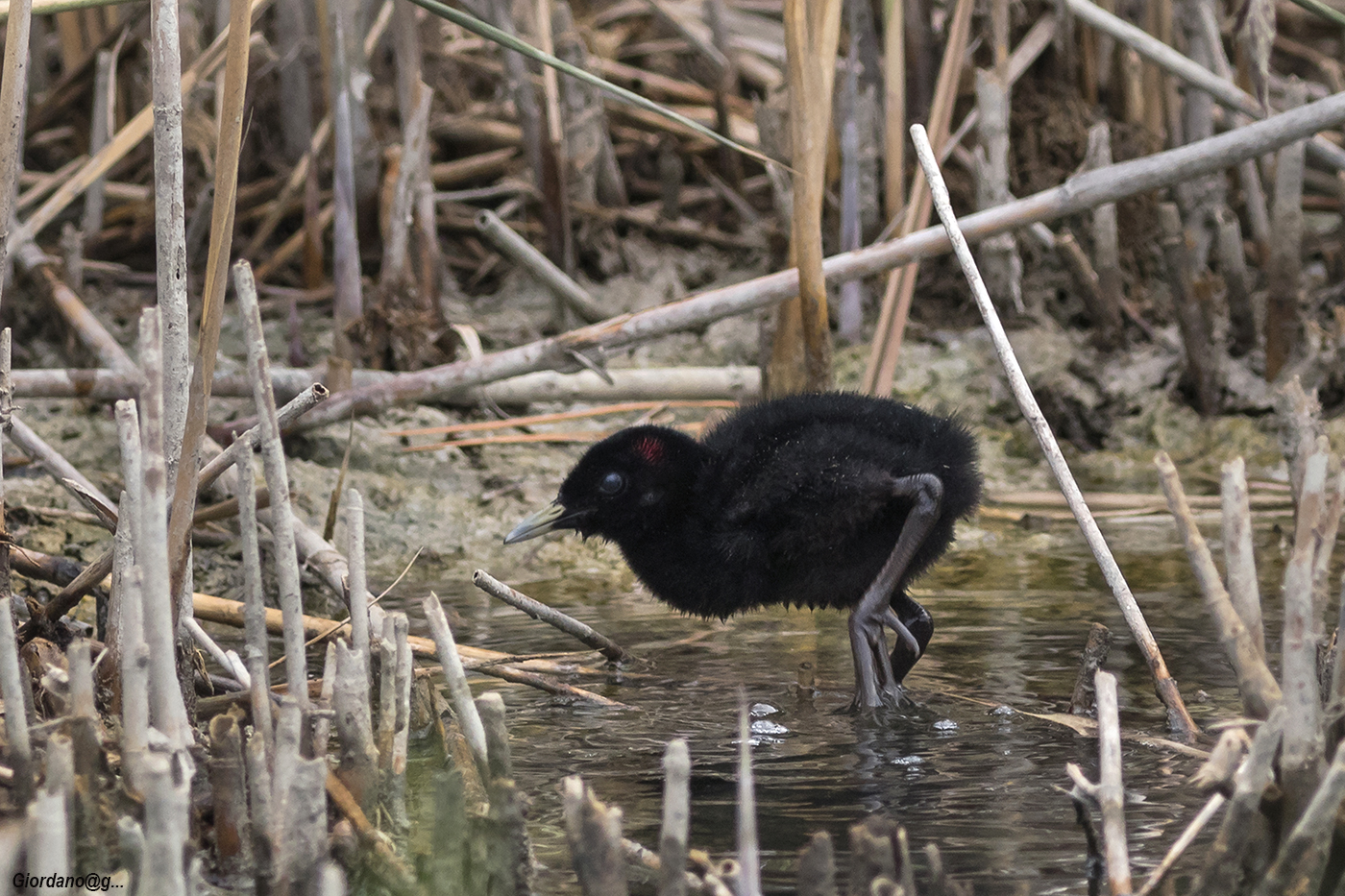 Porciglione Bottle ..