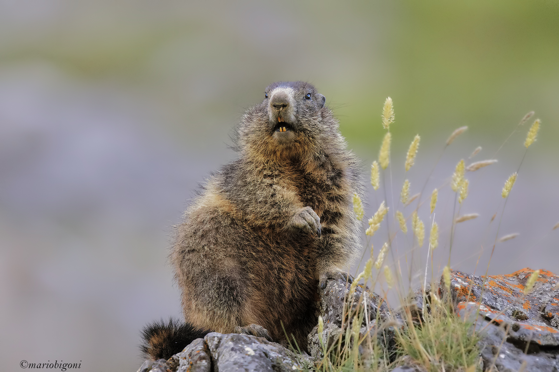 Marmot