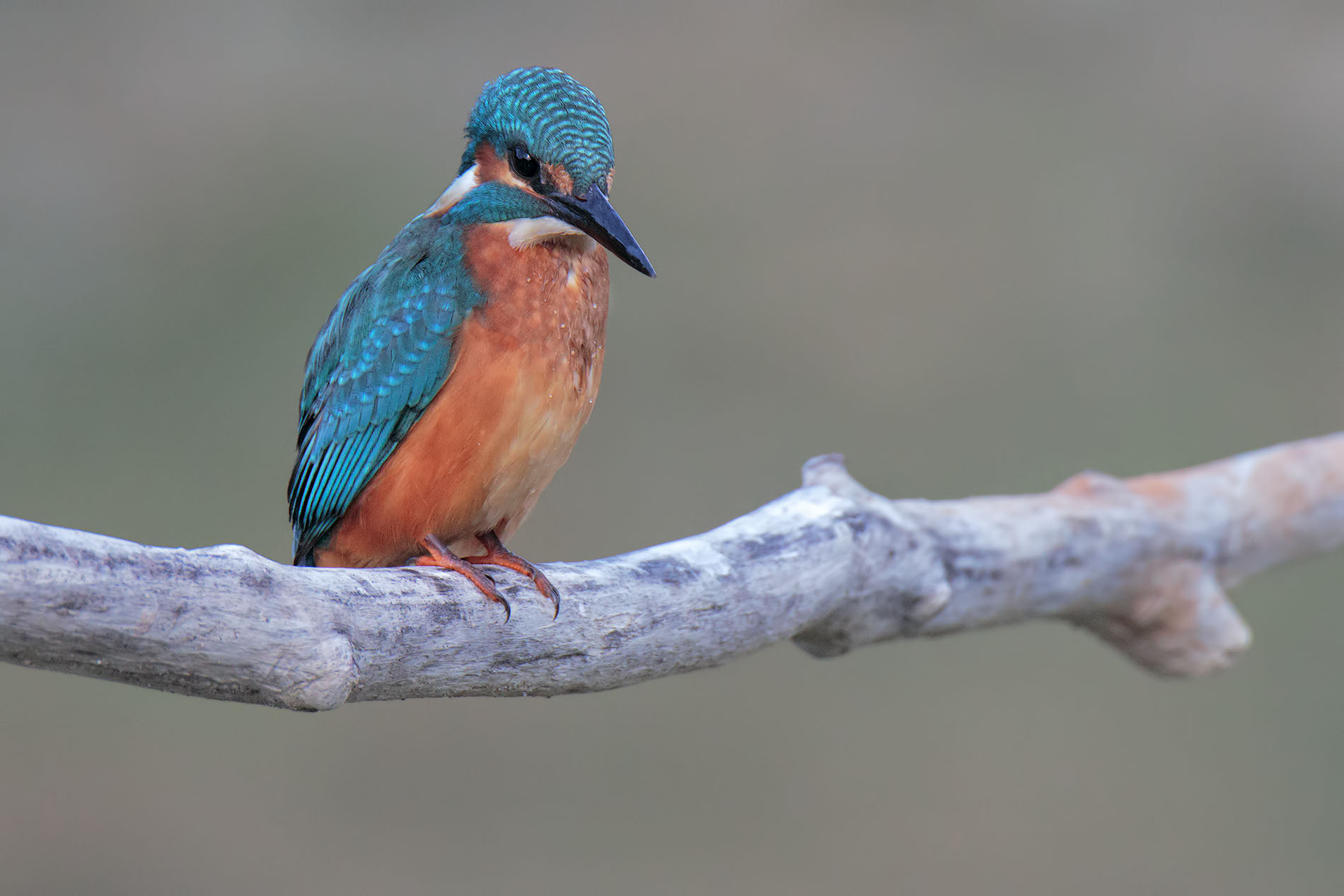 Kingfisher